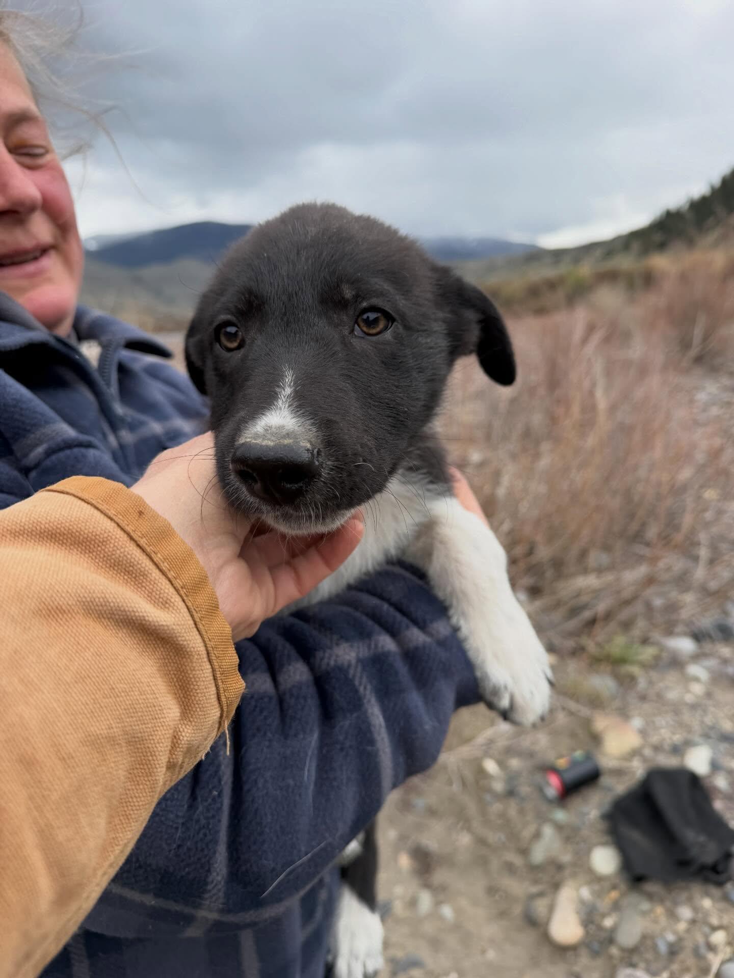 Mitten, adopted, Puppy Female Mixed Breed.