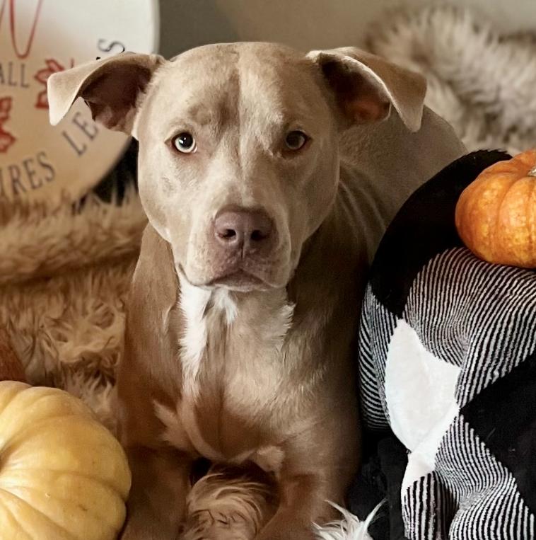 Everest, ADOPTABLE, Adult Female Pit Bull Terrier & Mixed Breed.