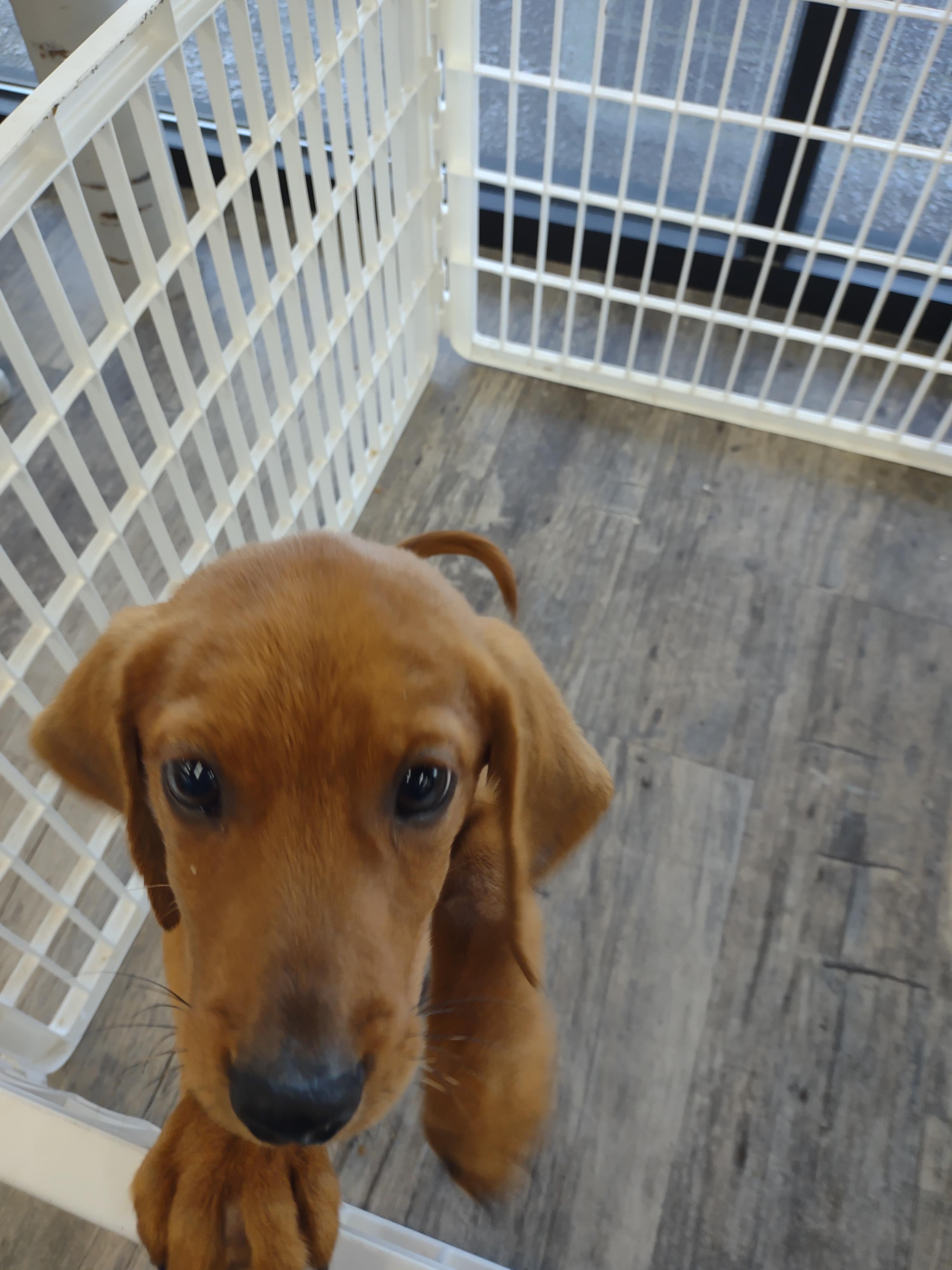 Enlarge Barney, a Adopted mixed breed in Panama City, FL image 1/2