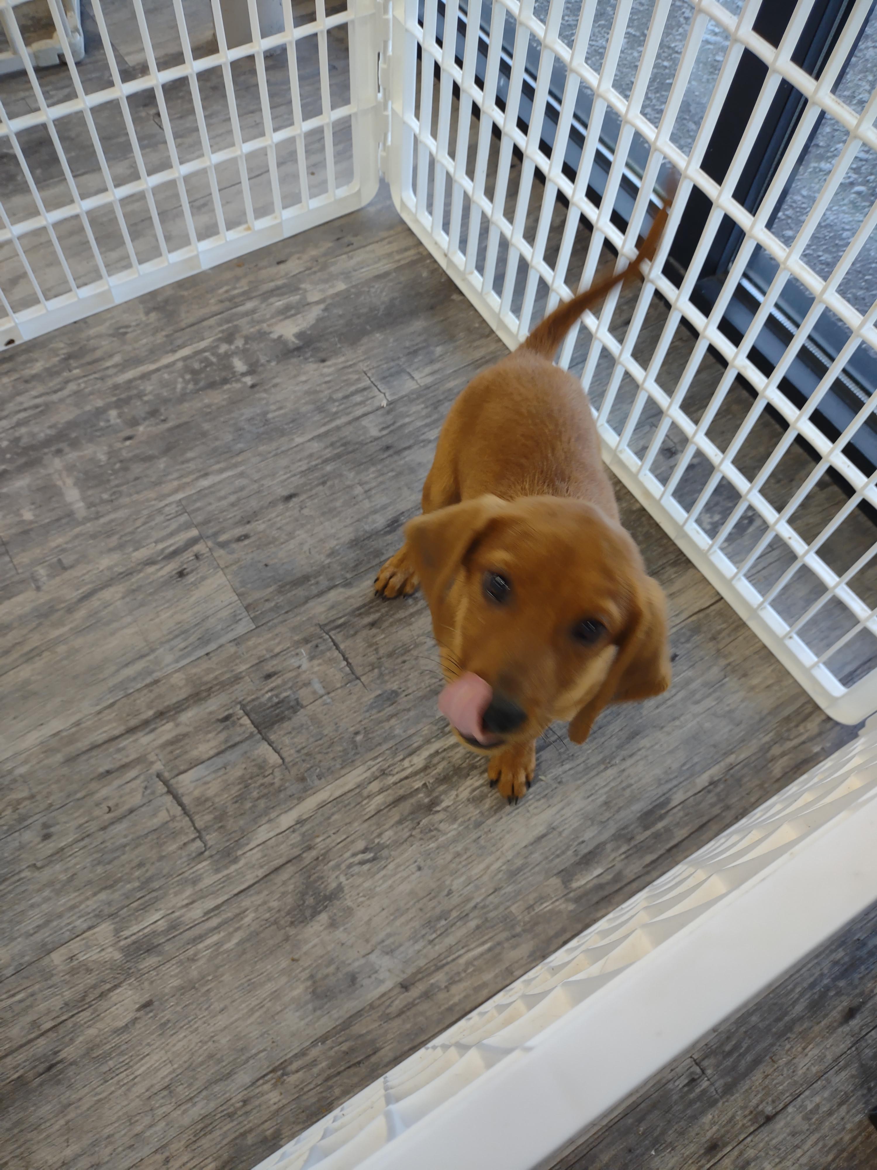 Enlarge Barney, a Adopted mixed breed in Panama City, FL image 2/2
