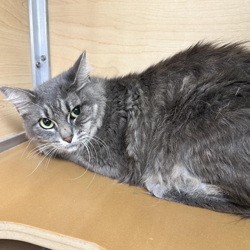 Enlarge Jadis, a Adoptable Domestic Long Hair in Brookfield, WI image 1/4