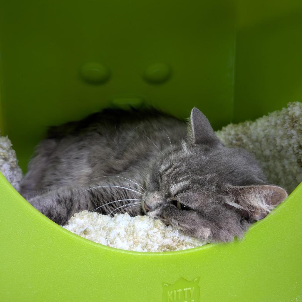 Enlarge Jadis, a Adoptable Domestic Long Hair in Brookfield, WI image 2/4