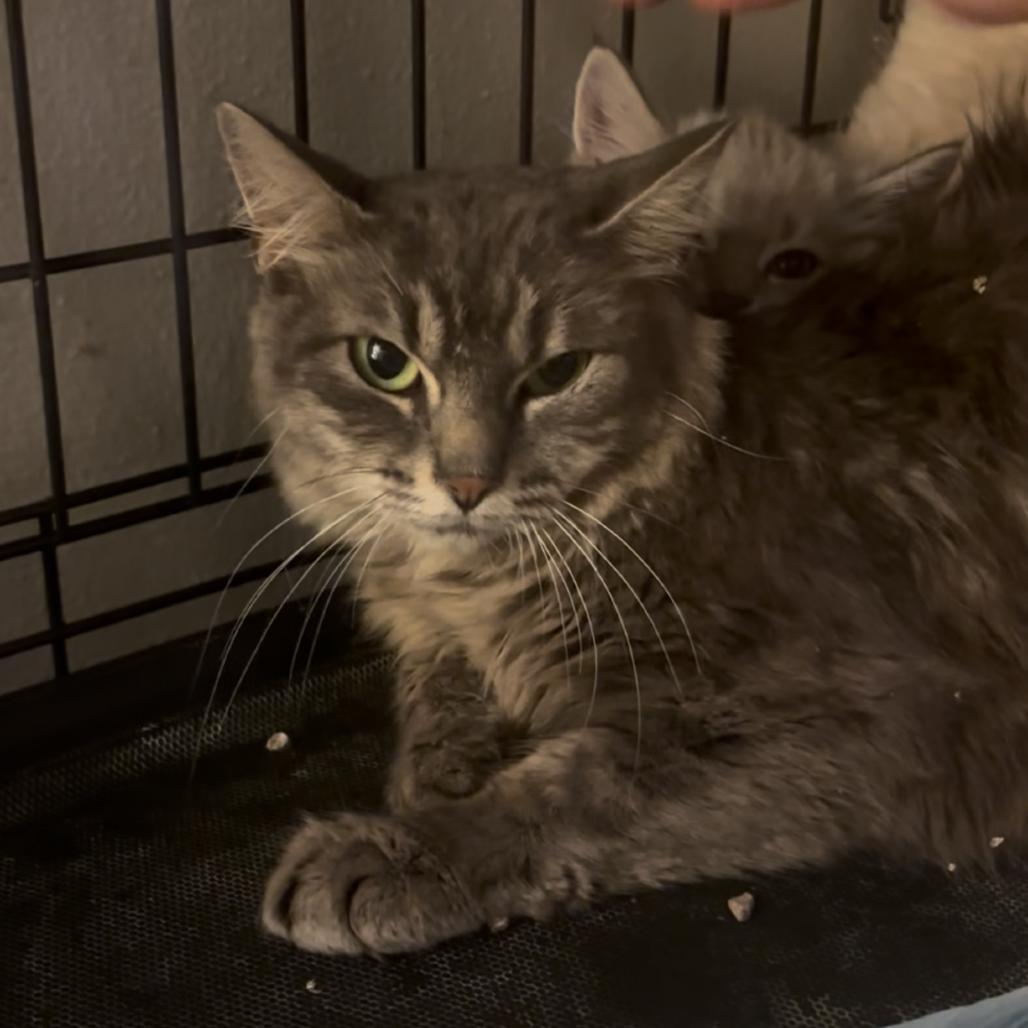 Enlarge Jadis, a Adoptable Domestic Long Hair in Brookfield, WI image 3/4