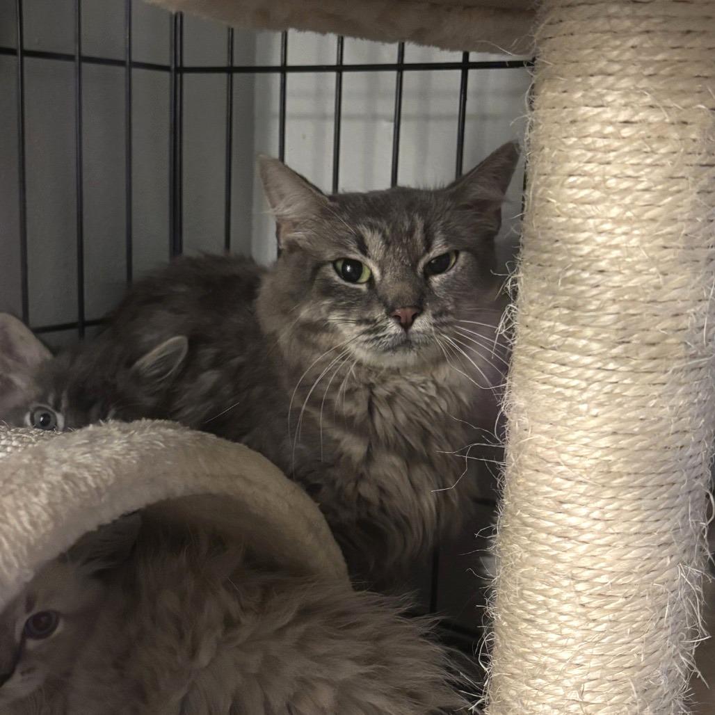 Enlarge Jadis, a Adoptable Domestic Long Hair in Brookfield, WI image 4/4