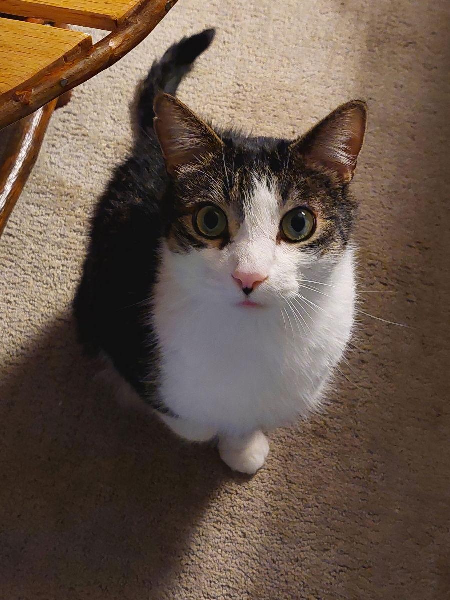 Cupid, a Adoptable mixed breed in Traverse City, MI image 1/3