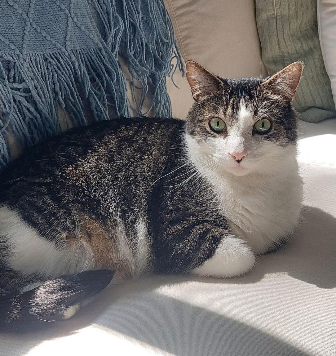 Cupid, a Adoptable mixed breed in Traverse City, MI image 2/3