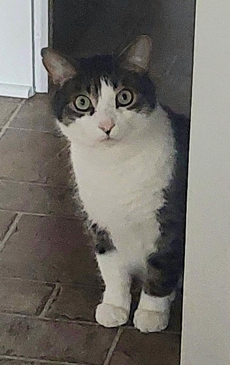 Cupid, a Adoptable mixed breed in Traverse City, MI image 3/3