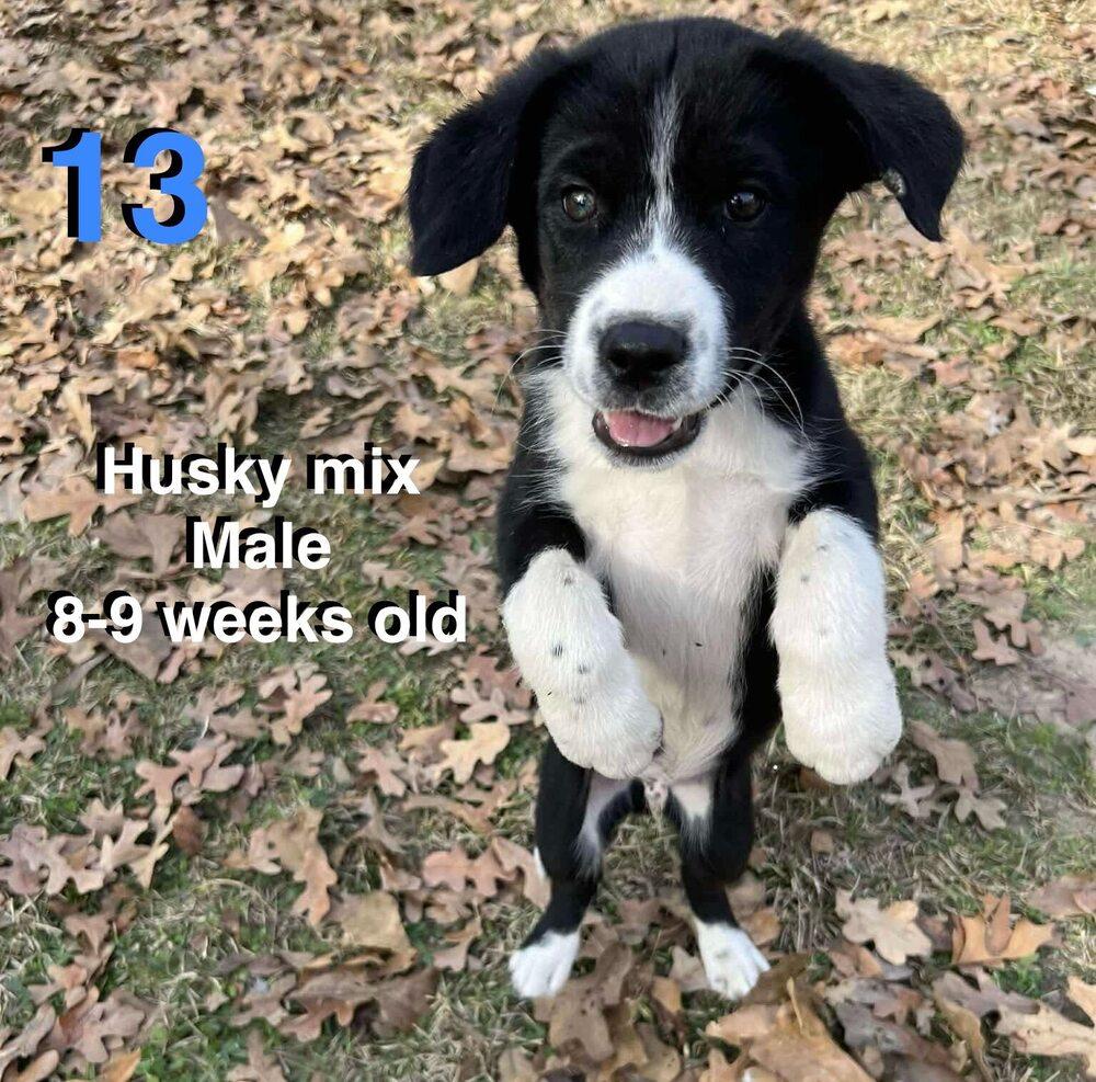 Grouper, Adoptable, Puppy Male Husky & Labrador Retriever.