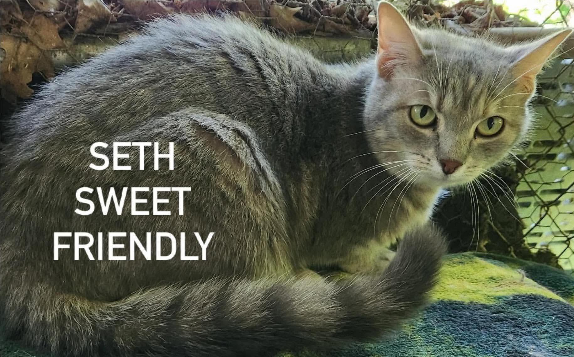 Enlarge Seth, a ADOPTABLE Domestic Short Hair in Inez, KY image 1/1