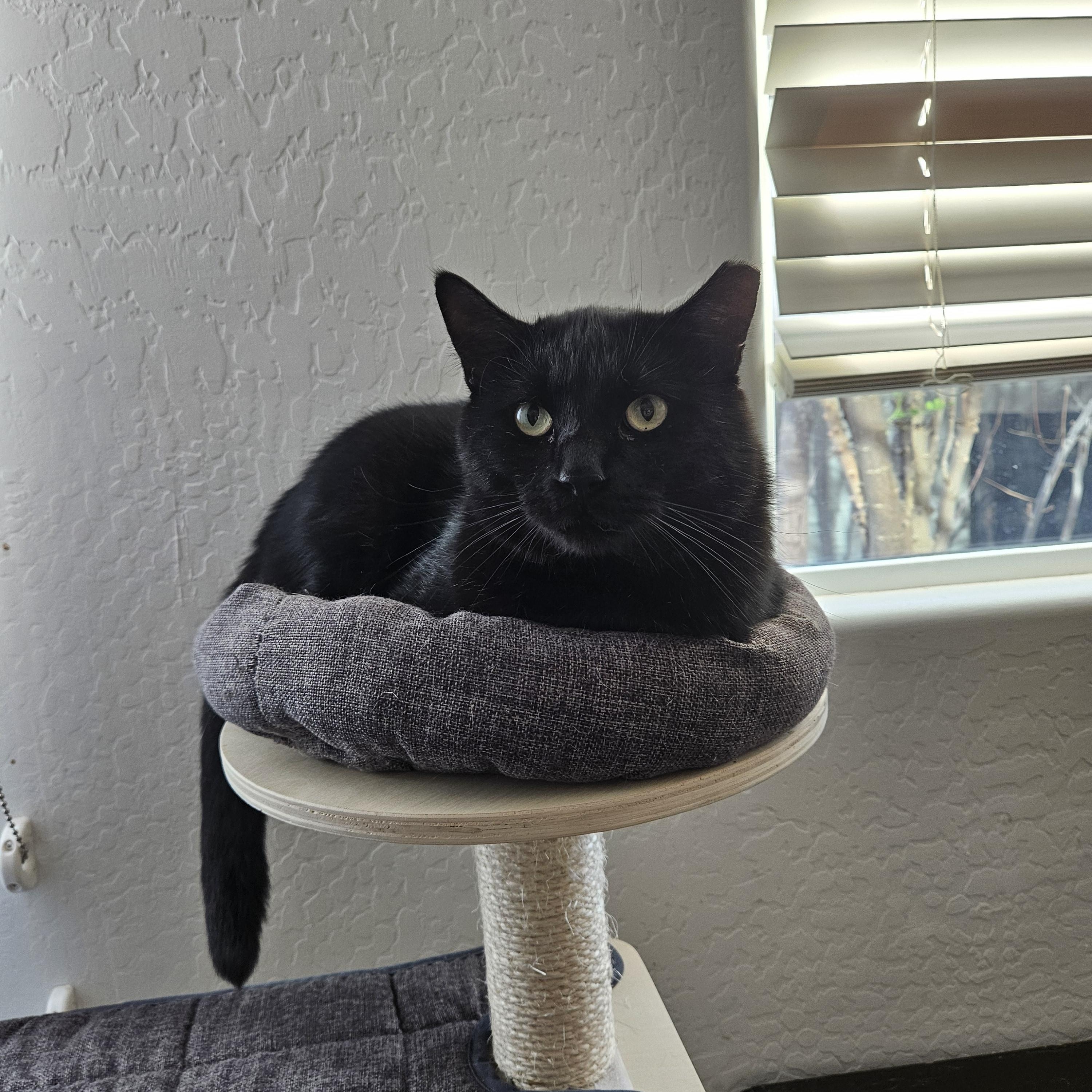 Buddy Bear, a Adoptable Domestic Short Hair in Peoria, AZ image 2/3