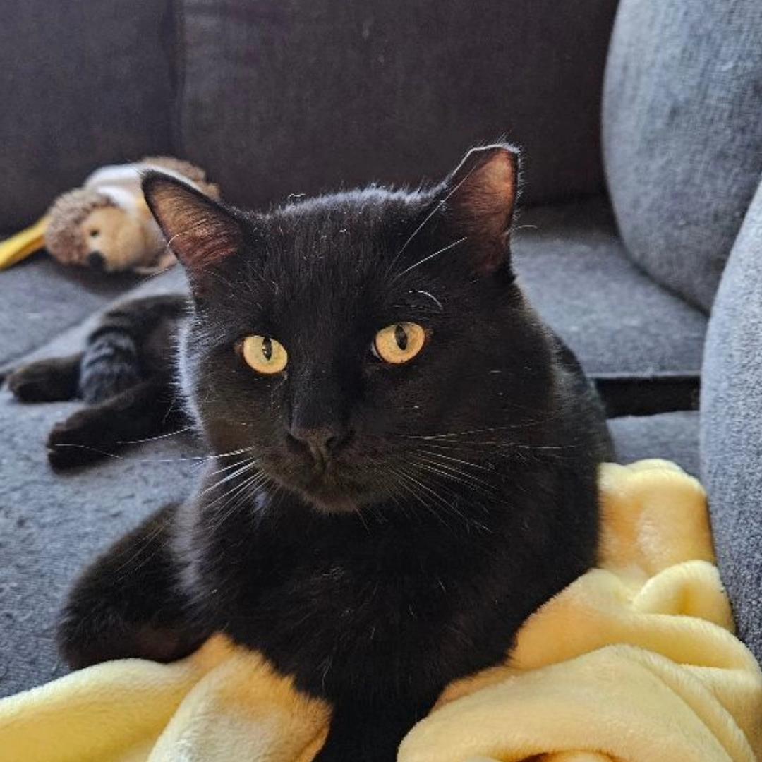 Buddy Bear, a Adoptable Domestic Short Hair in Peoria, AZ image 1/3