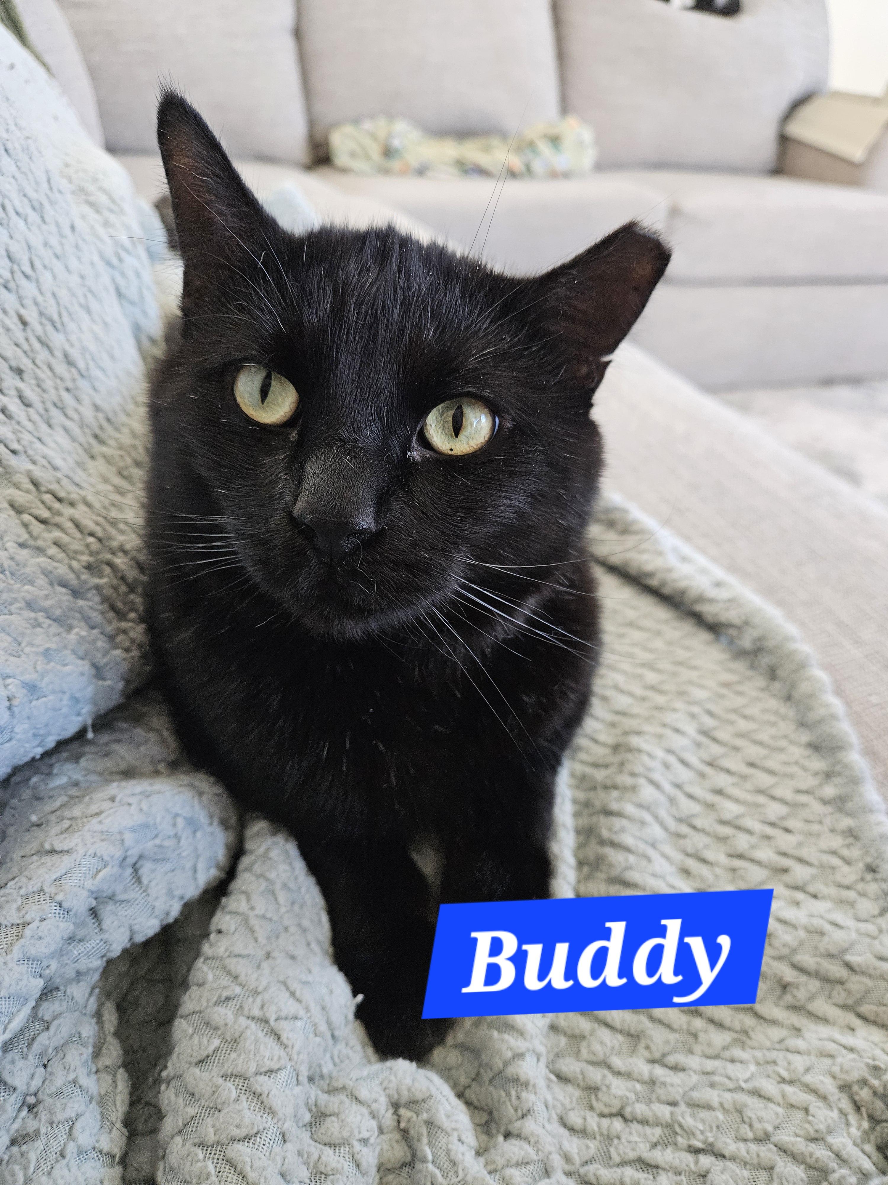Buddy Bear