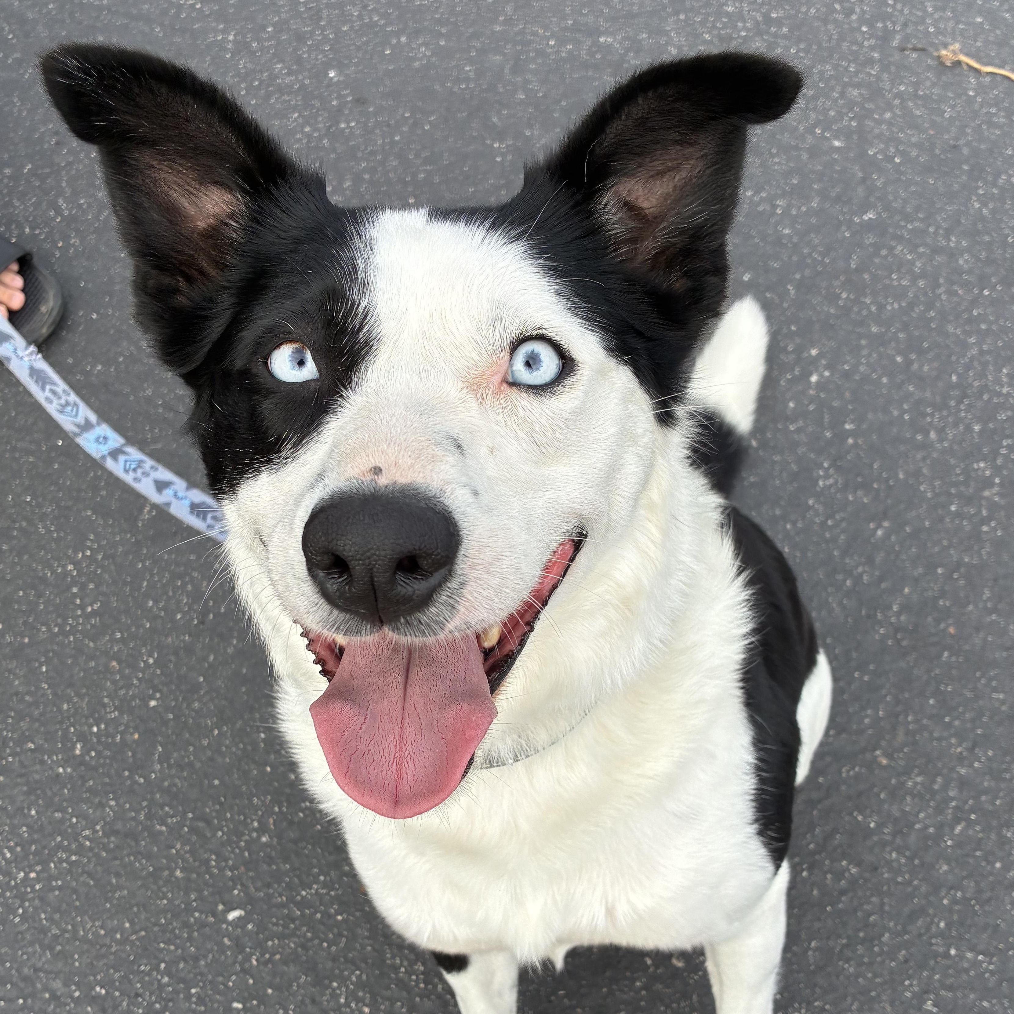 Enlarge Winnie, a ADOPTABLE mixed breed in Los Osos, CA image 1/6