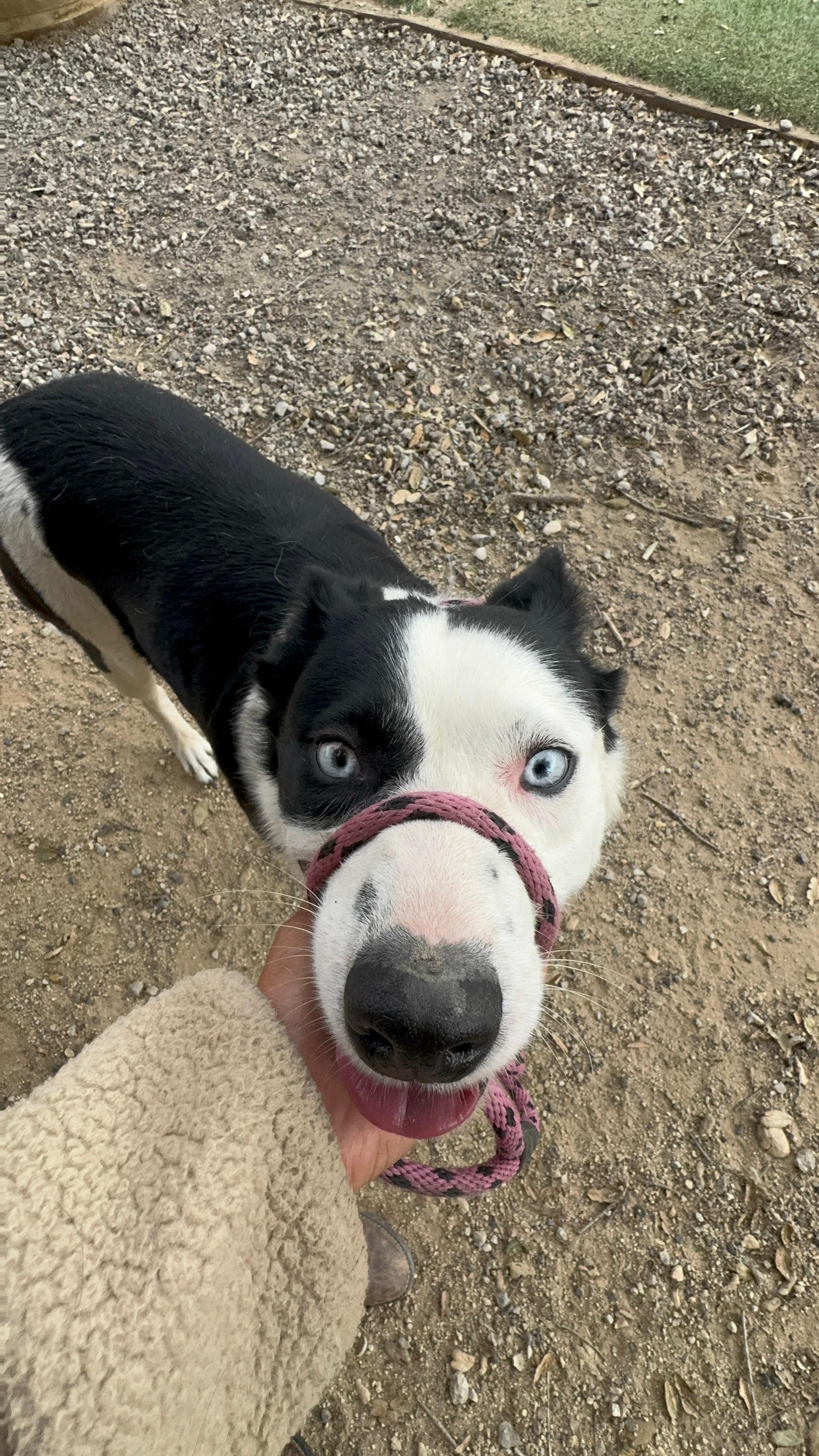 Winnie, a ADOPTABLE mixed breed in Nipomo, CA image 6/6