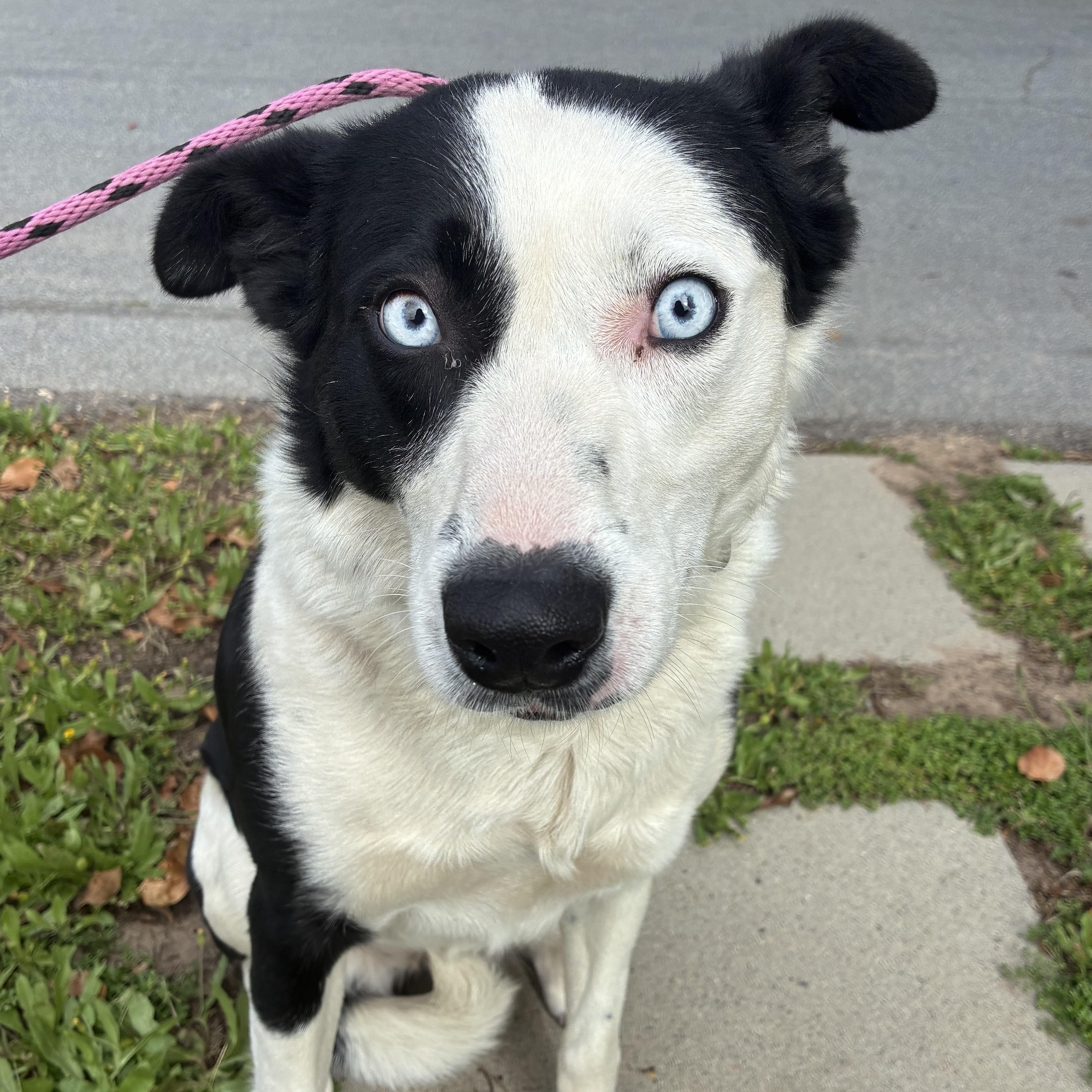 Winnie, ADOPTABLE, Adult Female Border Collie.