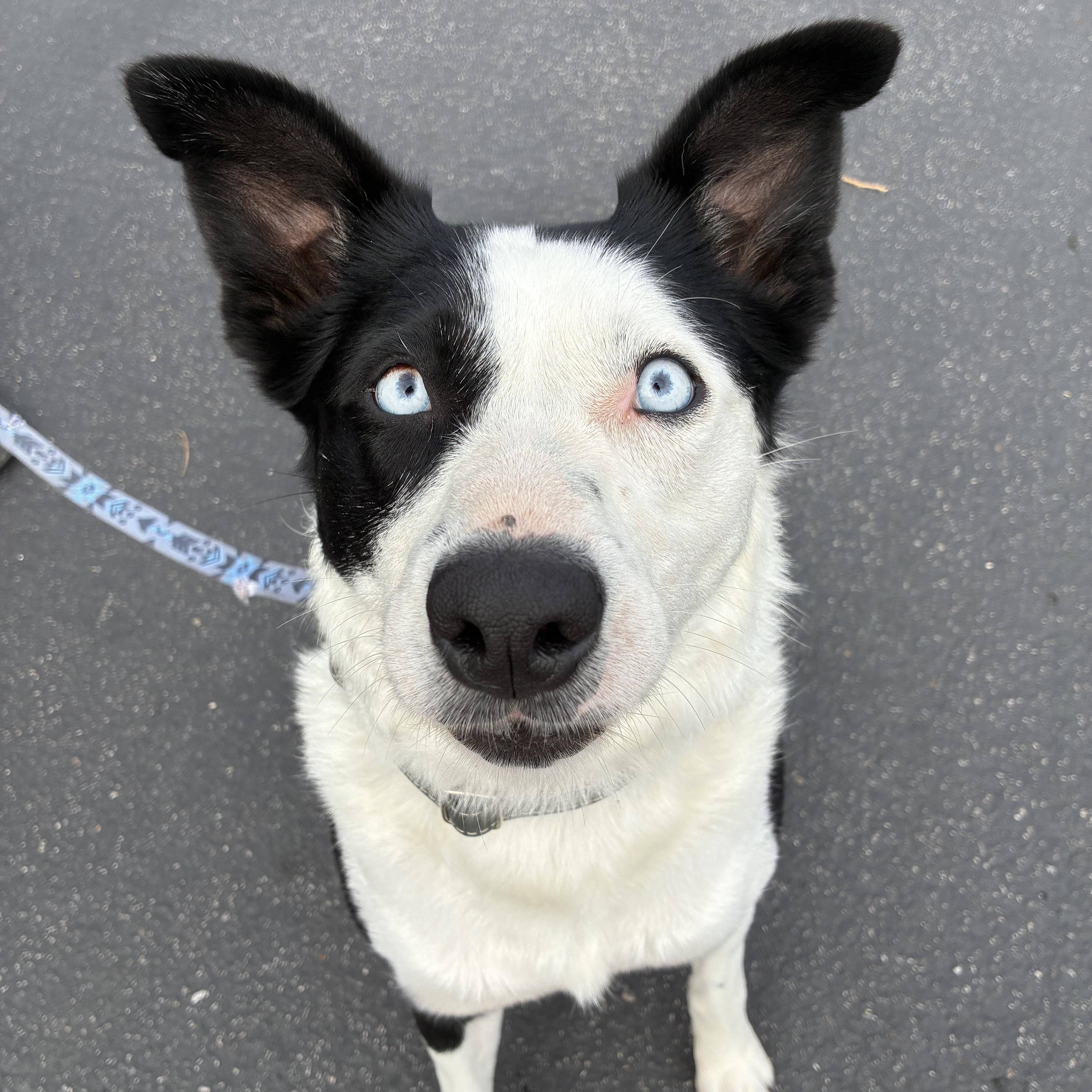 Enlarge Winnie, a ADOPTABLE mixed breed in Los Osos, CA image 4/6