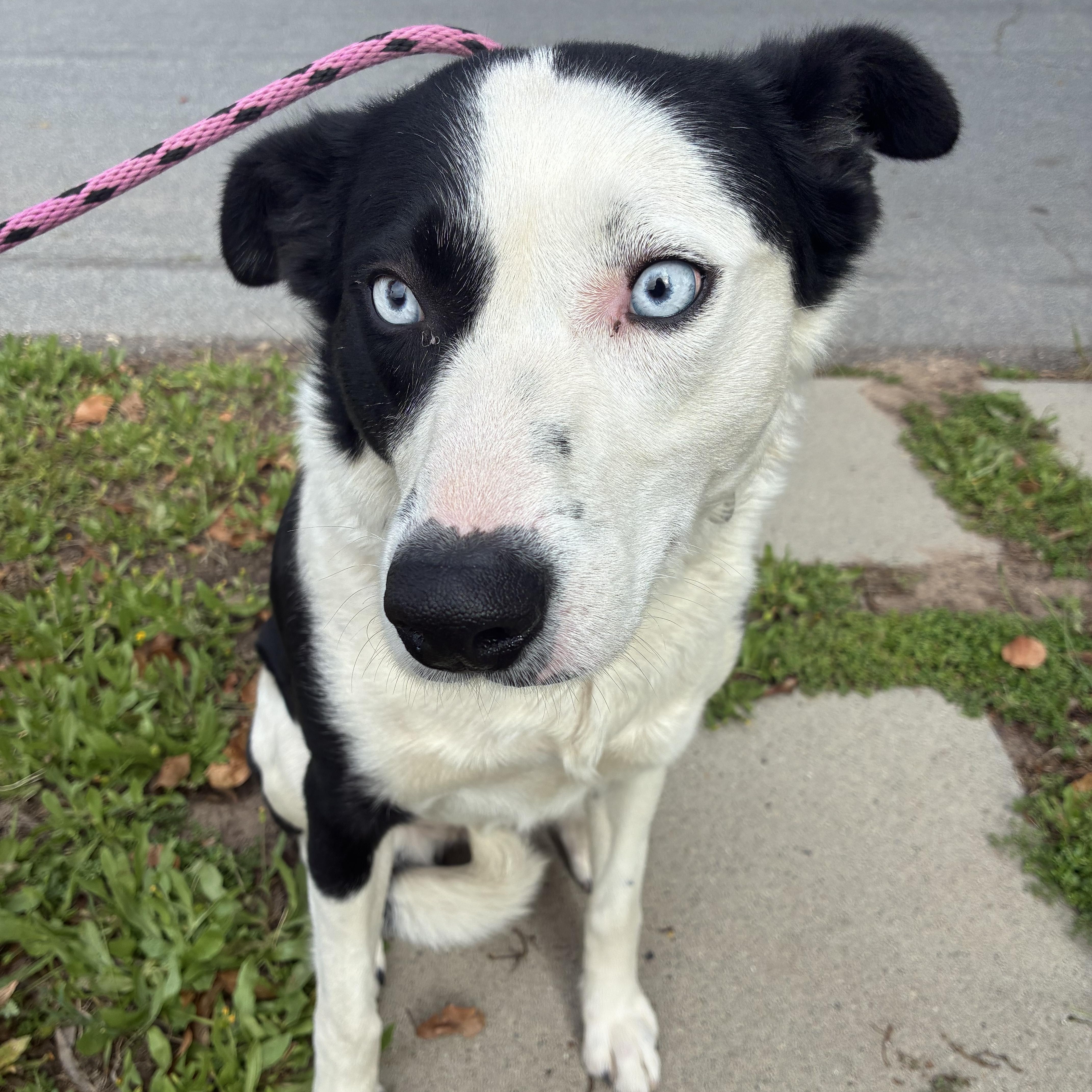 Winnie, a ADOPTABLE mixed breed in Nipomo, CA image 3/6