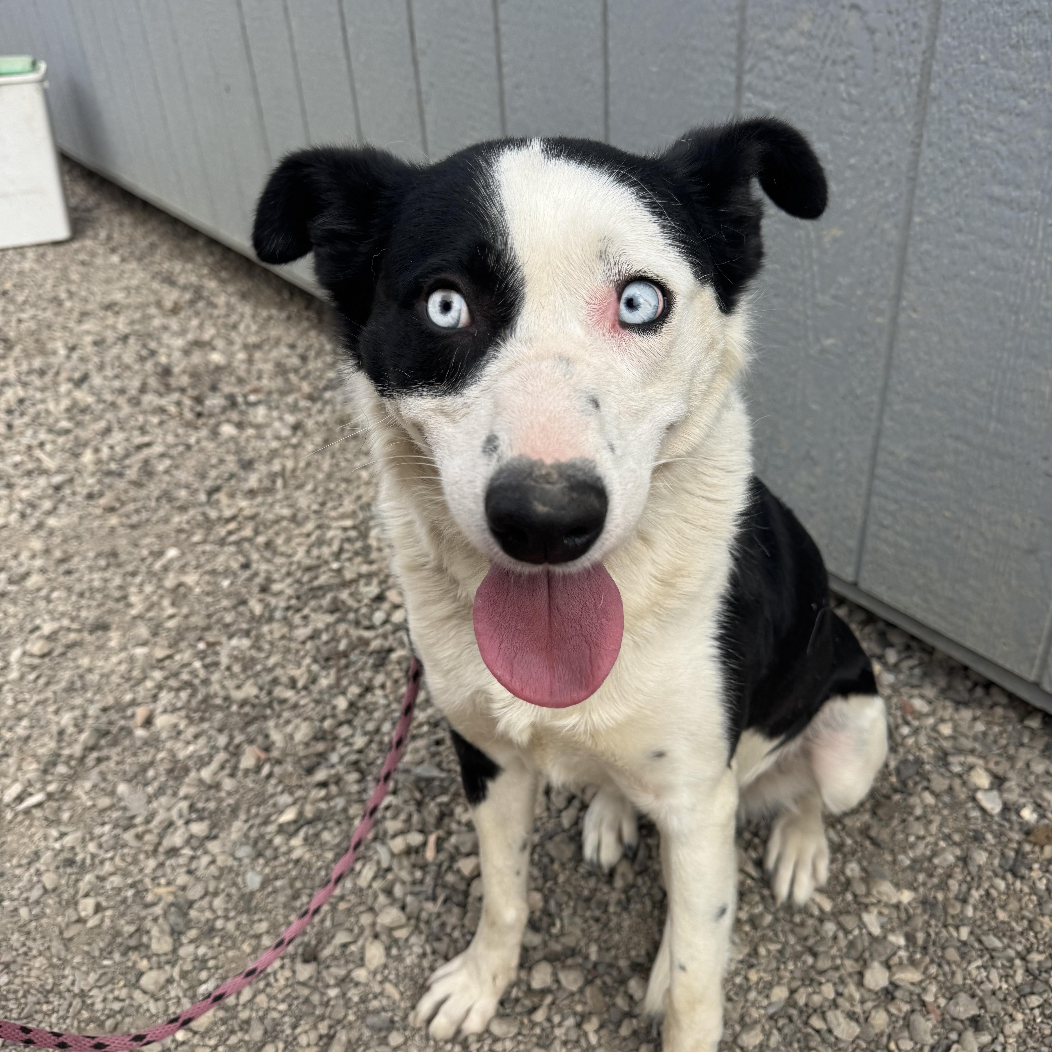 Winnie, a ADOPTABLE mixed breed in Nipomo, CA image 2/6
