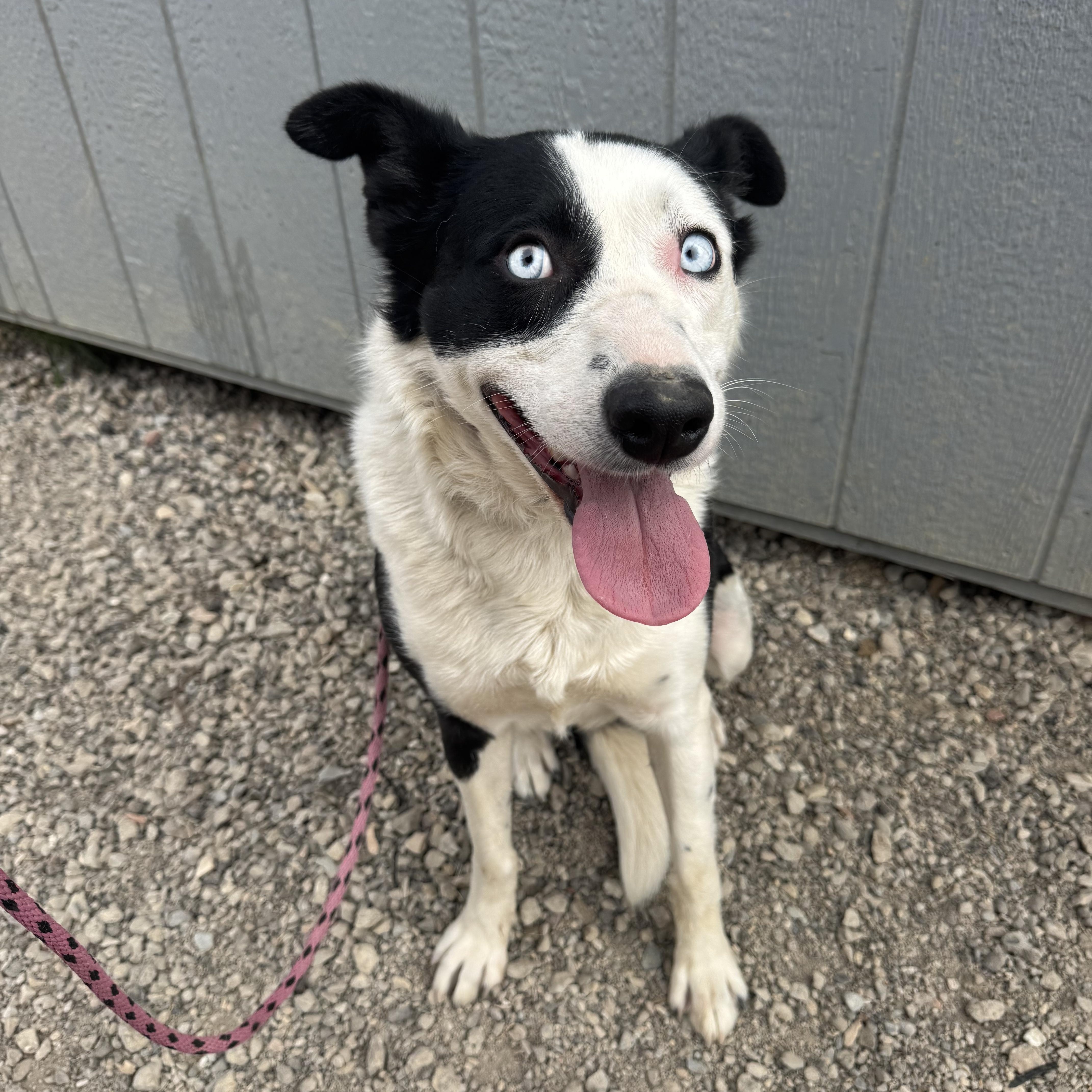 Winnie, a ADOPTABLE mixed breed in Nipomo, CA image 5/6