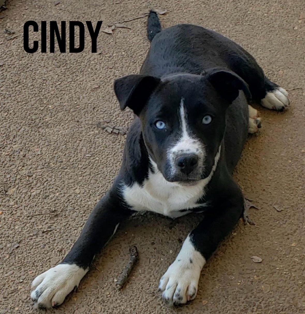 Enlarge CINDY, a ADOPTABLE mixed breed in Pembroke, MA image 1/2