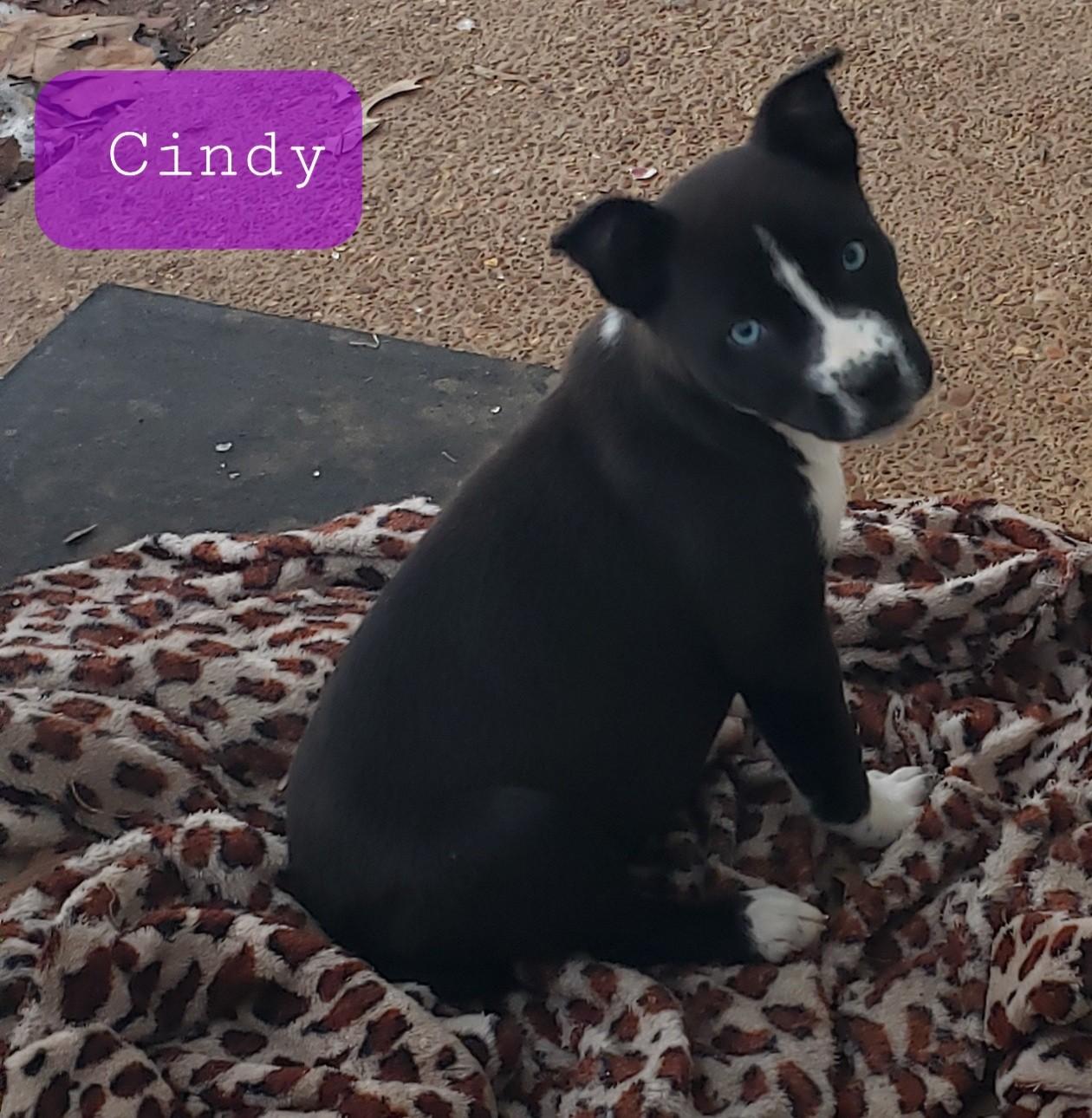 CINDY, ADOPTABLE, Puppy Female Pit Bull Terrier.
