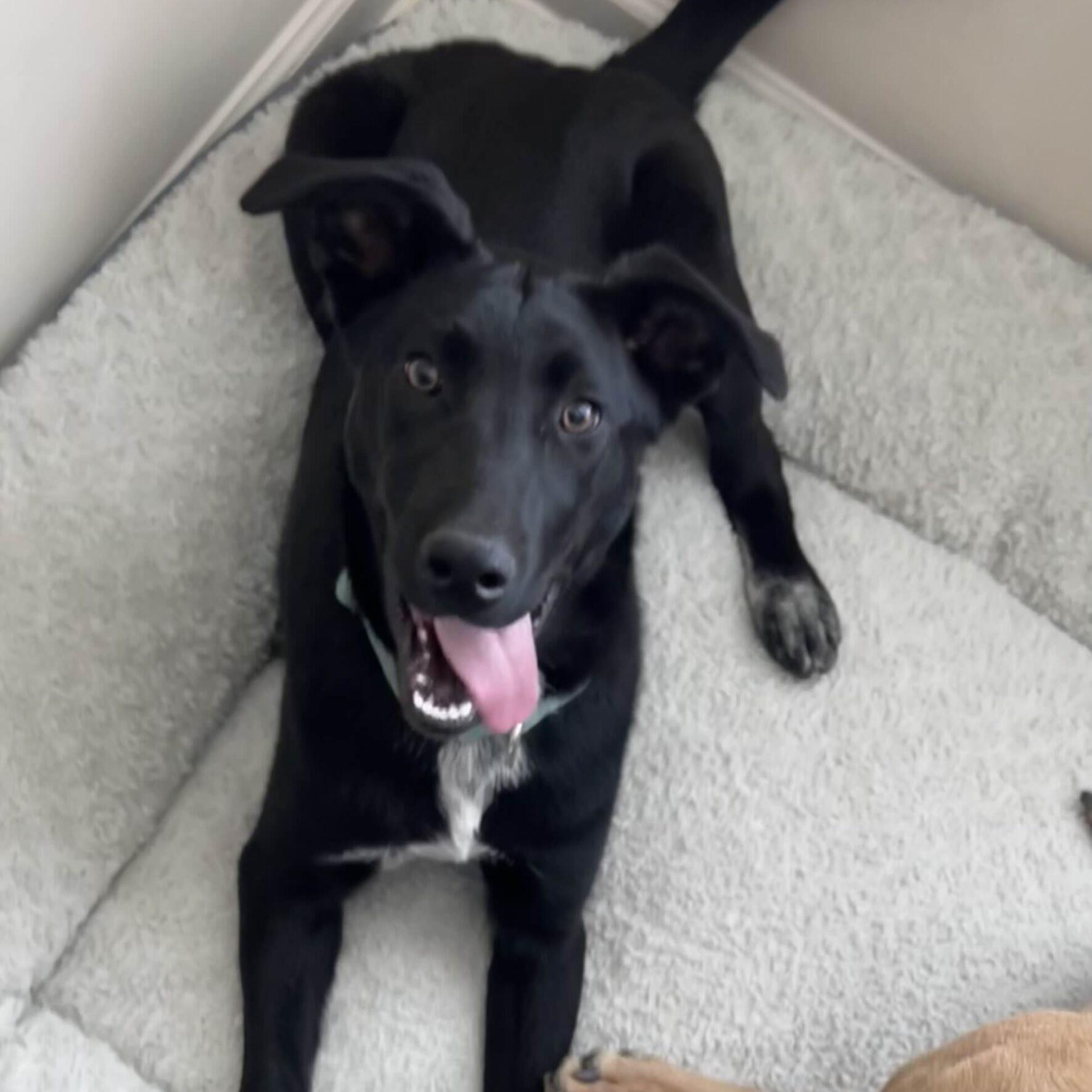 Tripp — thumbnail 5