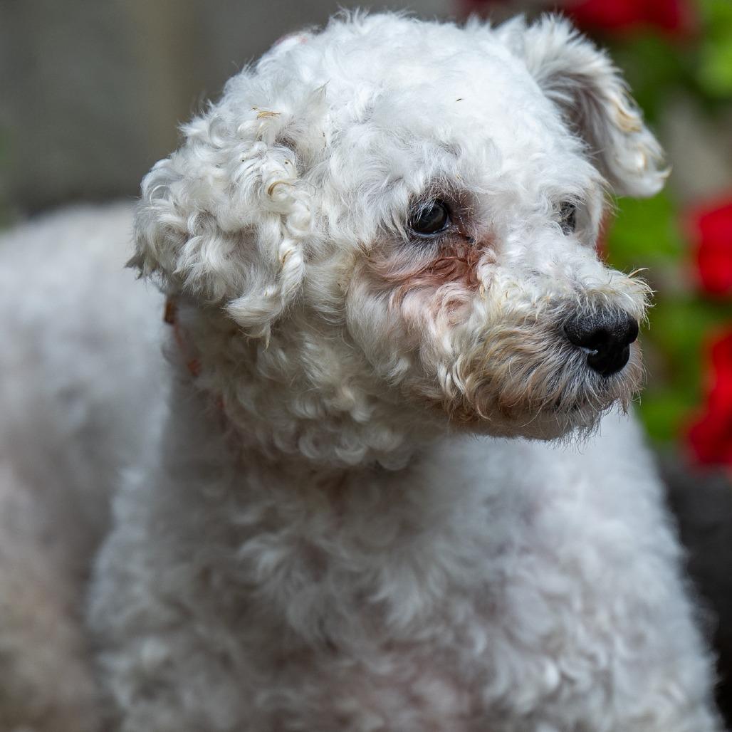 Tianna, Adoptable, Adult Female Bichon Frise.