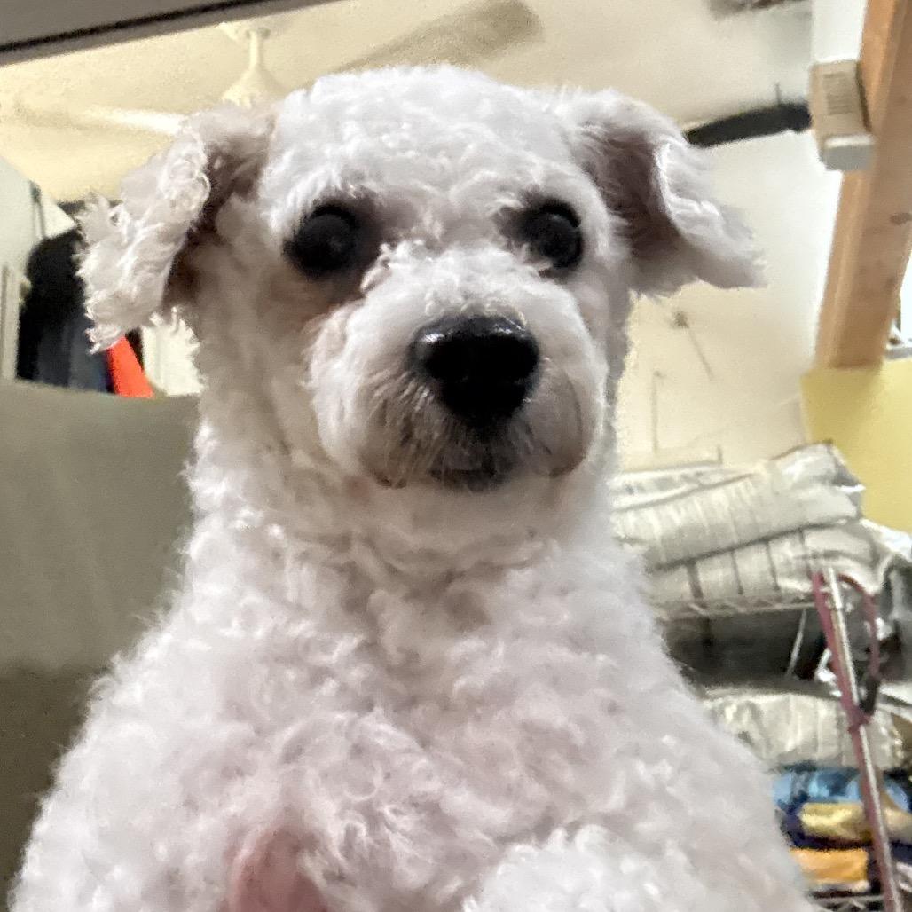 Enlarge Tianna, a Adoptable Bichon Frise in Chester Springs, PA image 2/3