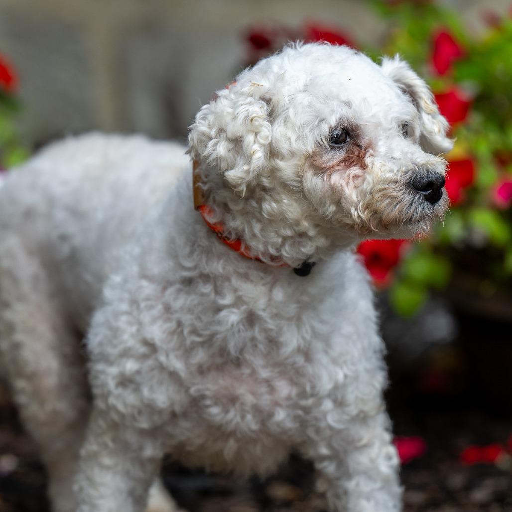 Enlarge Tianna, a Adoptable Bichon Frise in Chester Springs, PA image 3/3