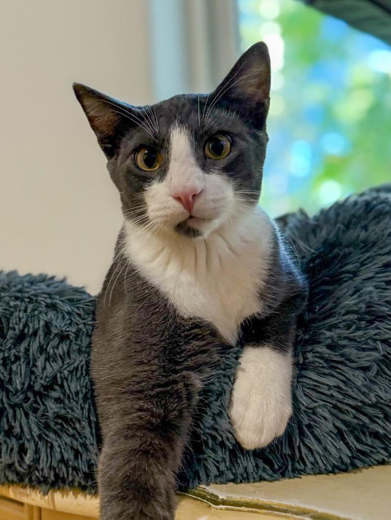 Sundance, Adoptable, Young Male Domestic Short Hair.