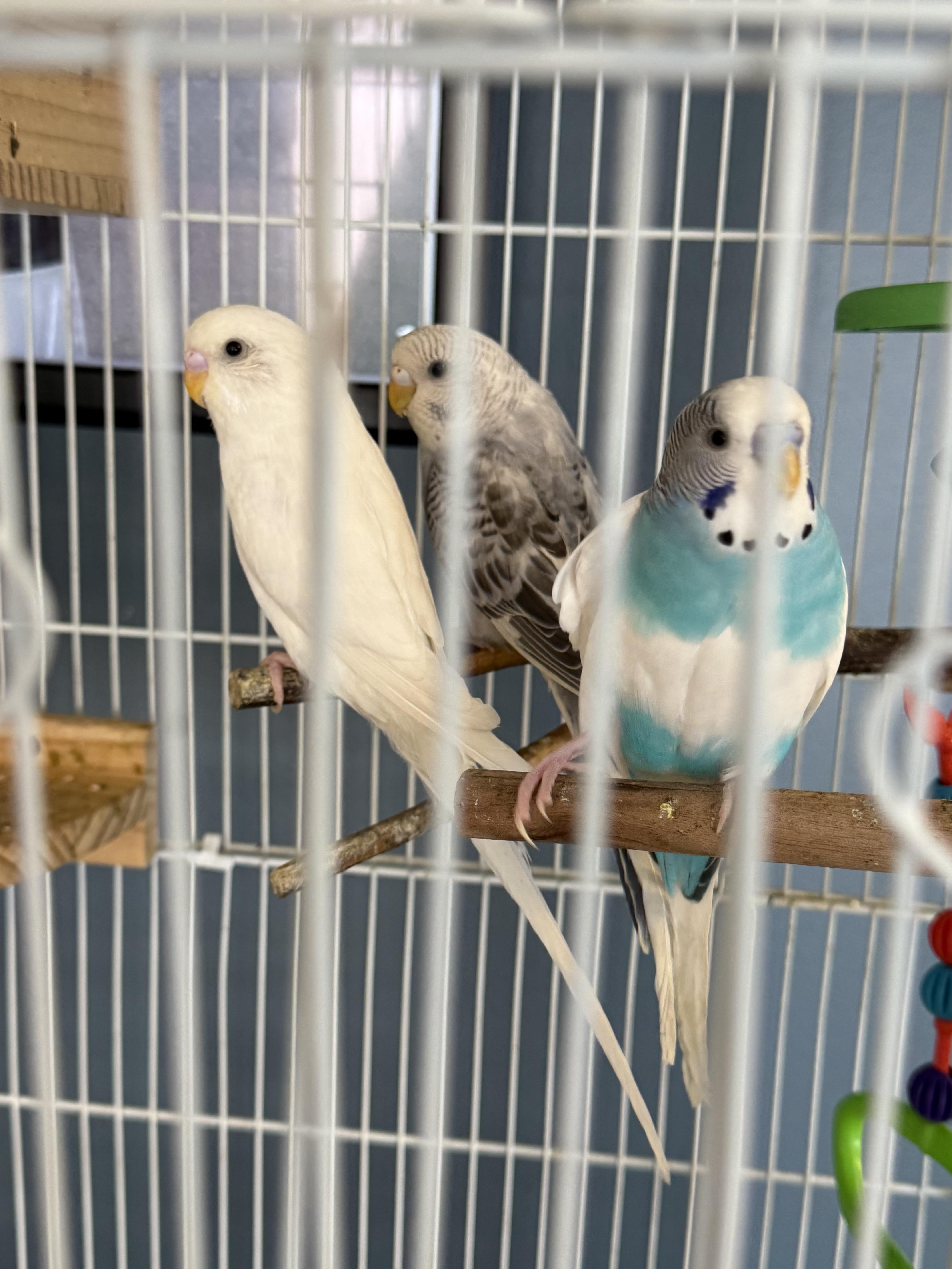 6 parakeets photo 2