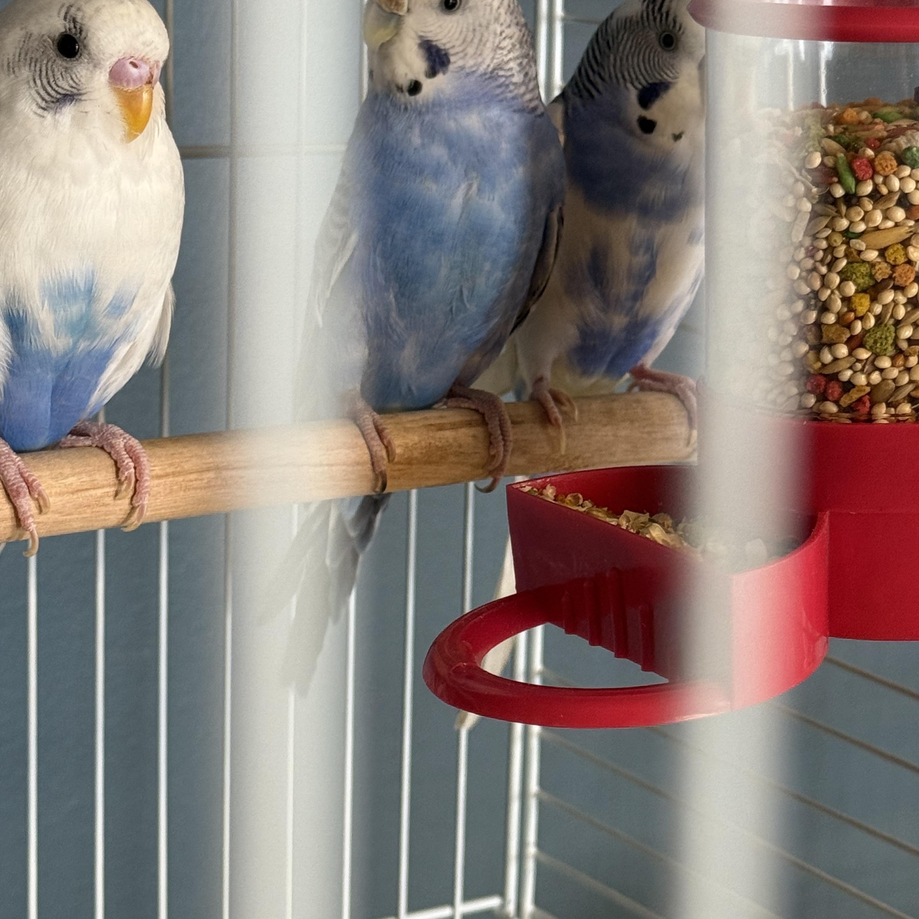 6 parakeets