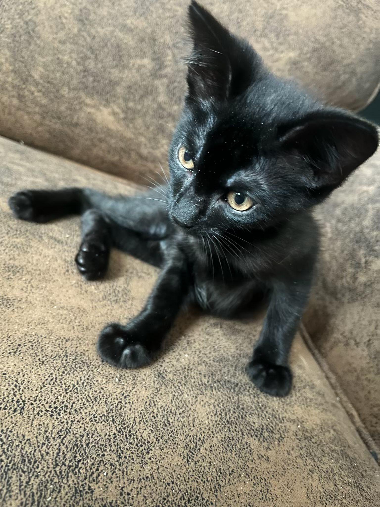 Tyrone, adopted, Young Male Domestic Short Hair.