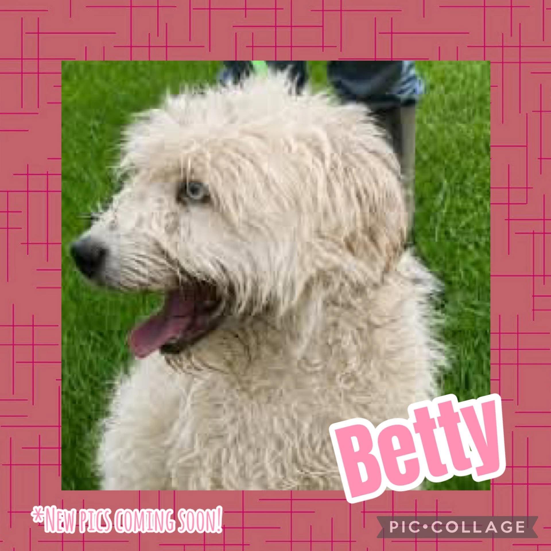 Betty, ADOPTABLE, Young Female Aussiedoodle.