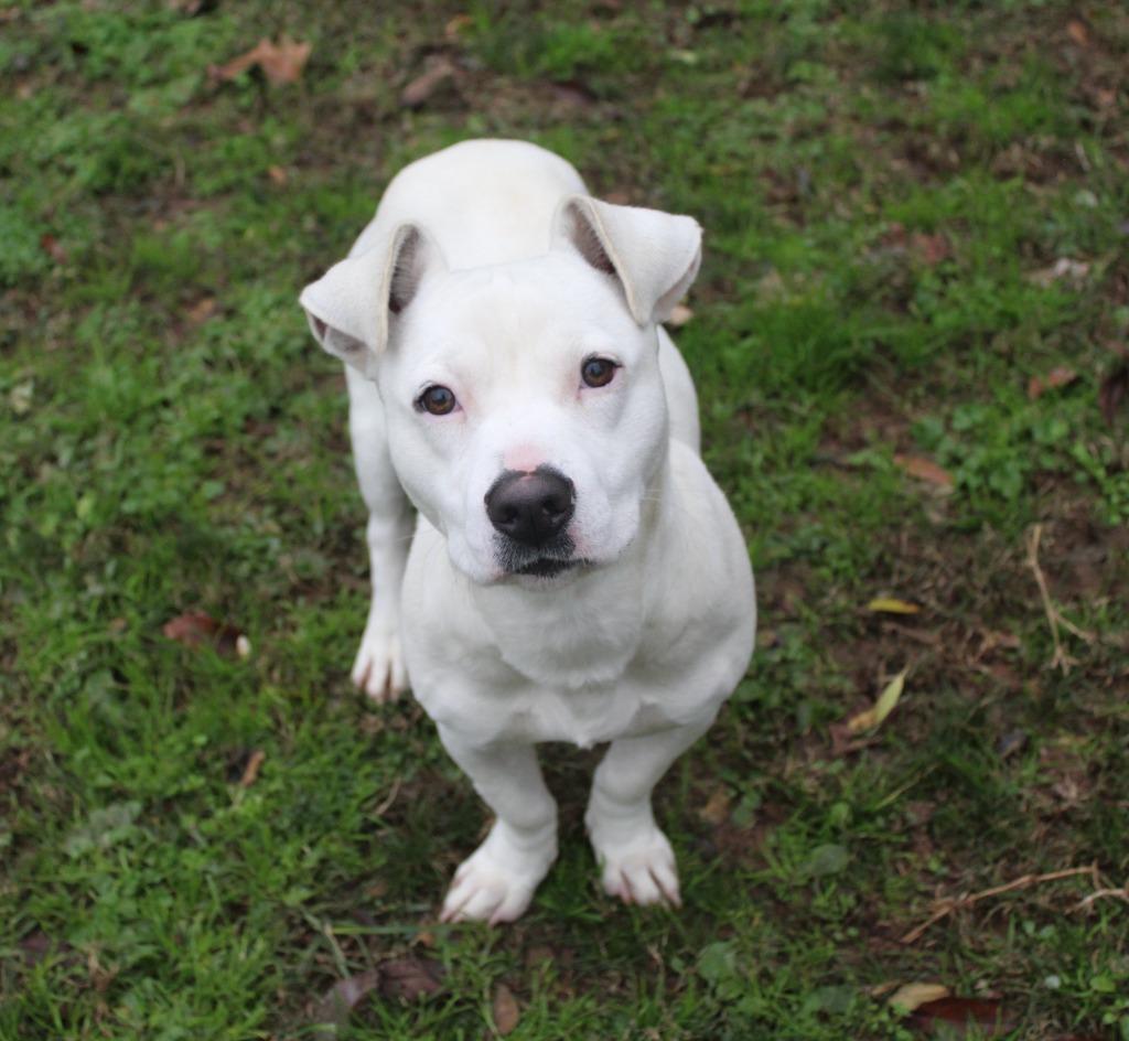 Enlarge Casper, a Adopted Pit Bull Terrier in Benton, AR image 1/1