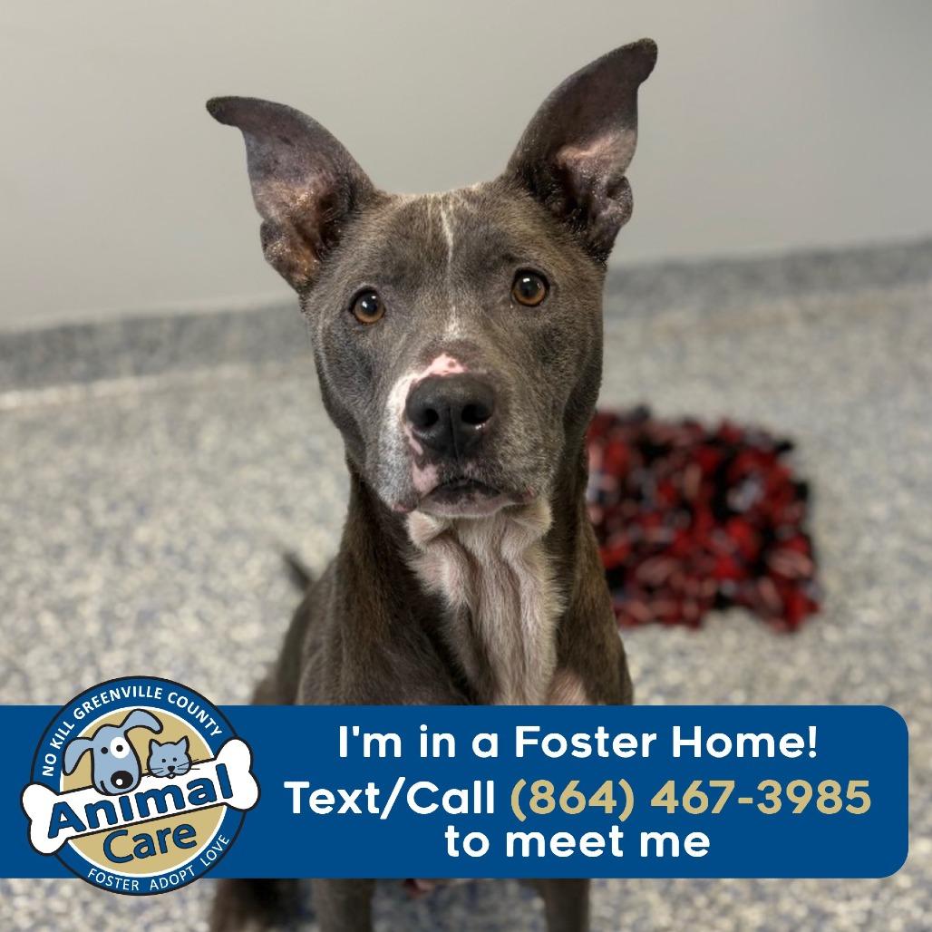 Waffle Fry, Adoptable, Adult Female American Staffordshire Terrier & Mixed Breed.