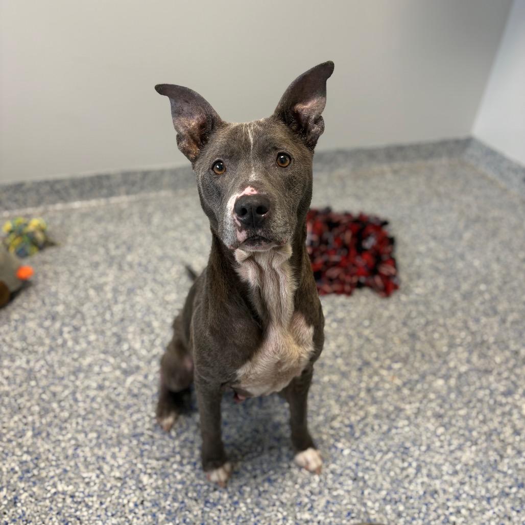 Enlarge Waffle Fry, a Adoptable mixed breed in Greenville, SC image 1/5