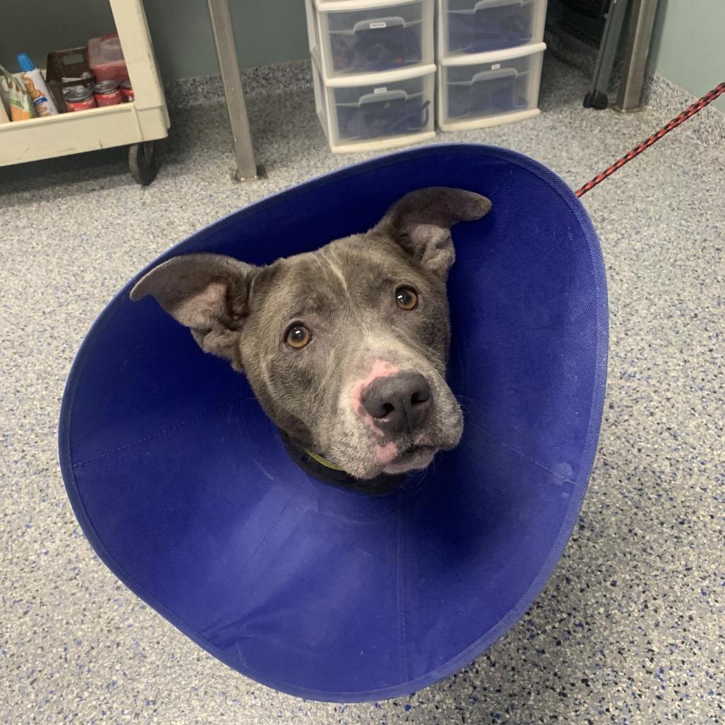 Enlarge Waffle Fry, a Adoptable mixed breed in Greenville, SC image 2/5