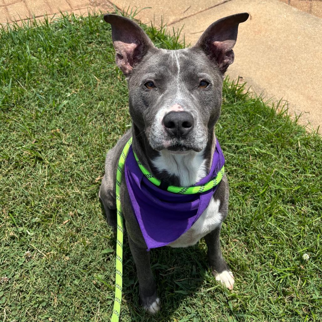 Waffle Fry, a Adoptable mixed breed in Greenville, SC image 3/6