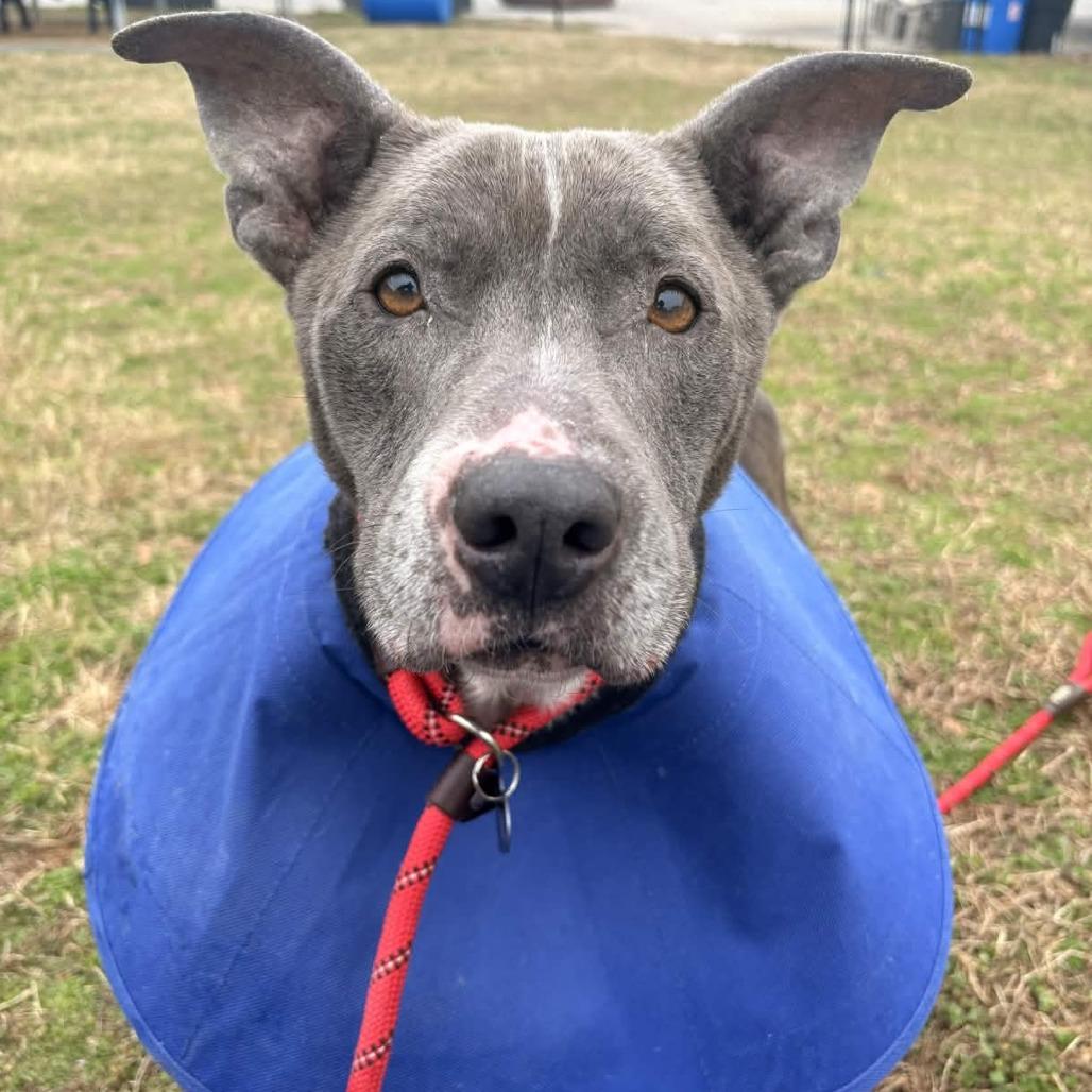 Enlarge Waffle Fry, a Adoptable mixed breed in Greenville, SC image 3/5