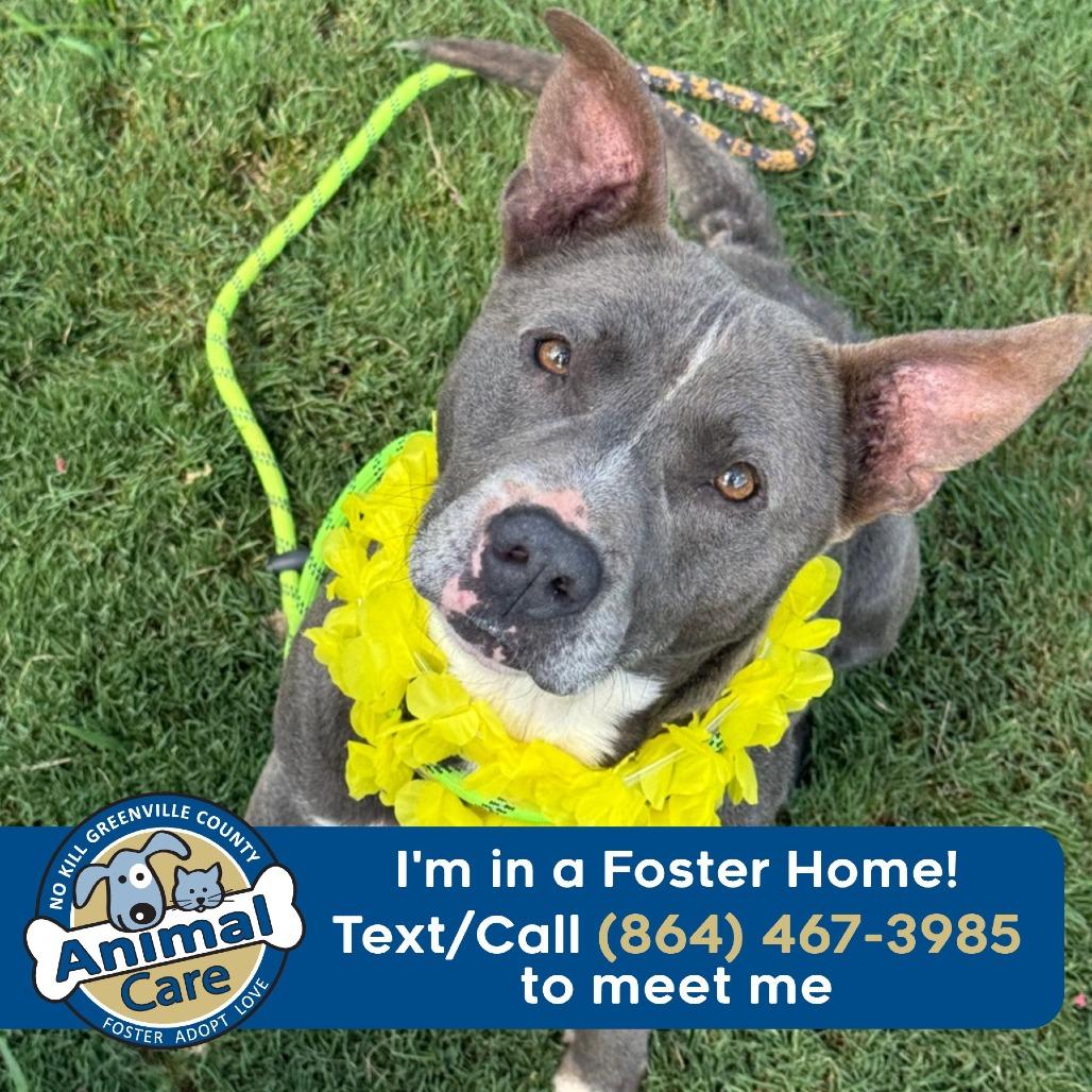 Enlarge Waffle Fry, a Adoptable mixed breed in Greenville, SC image 4/6