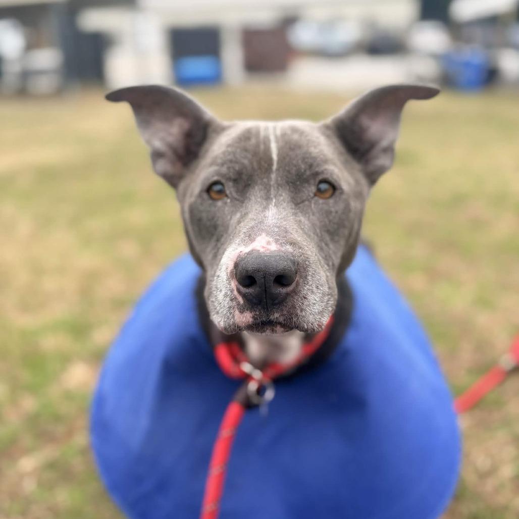 Enlarge Waffle Fry, a Adoptable mixed breed in Greenville, SC image 4/5