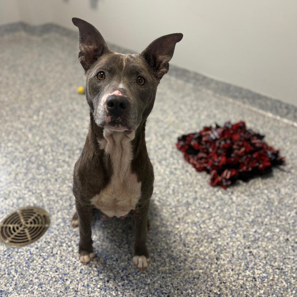 Enlarge Waffle Fry, a Adoptable mixed breed in Greenville, SC image 5/5