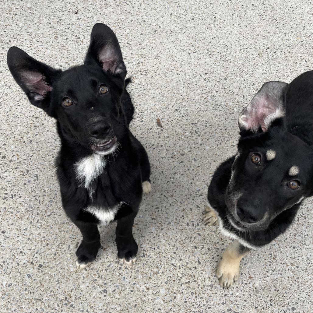 Sirius, Adoptable, Puppy Male German Shepherd Dog & Mixed Breed.