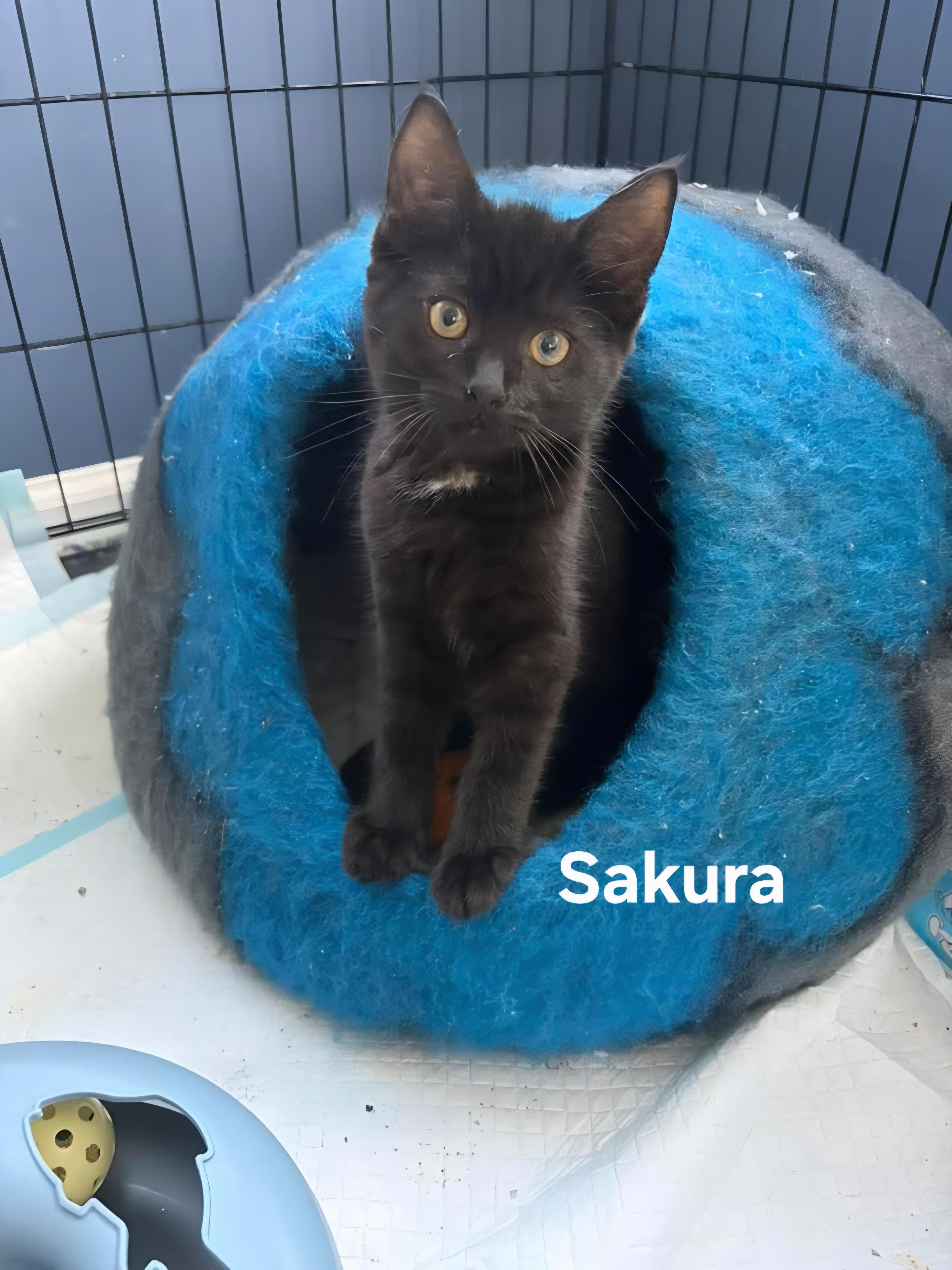 Enlarge Sakura (f) & Zenzi (m), a ADOPTABLE Domestic Short Hair in Chicopee, MA image 3/3