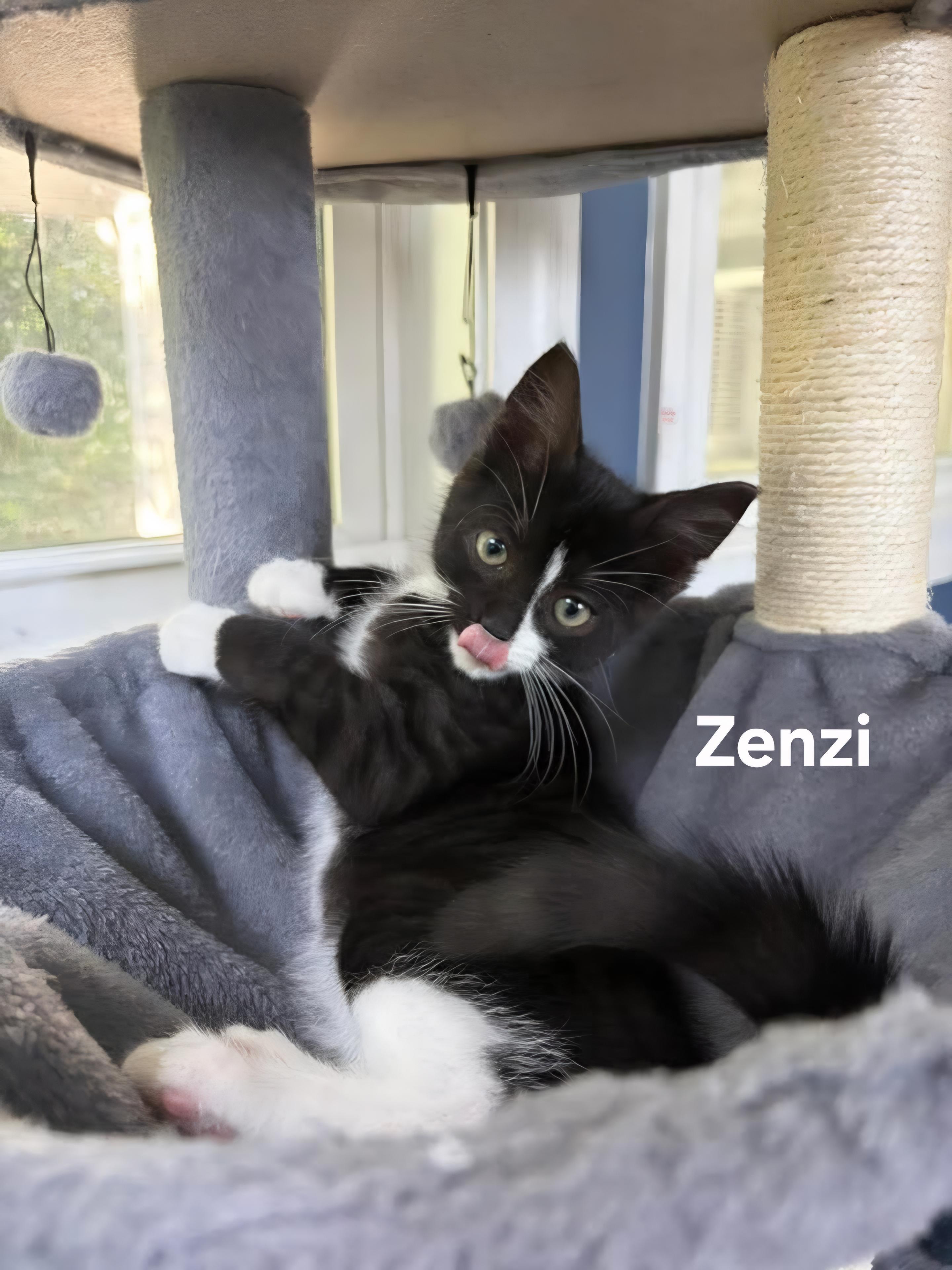 Enlarge Sakura (f) & Zenzi (m), a ADOPTABLE Domestic Short Hair in Chicopee, MA image 2/3
