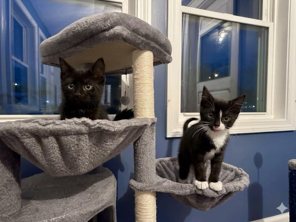 Sakura (f) & Zenzi (m), ADOPTABLE, Kitten Male Domestic Short Hair.