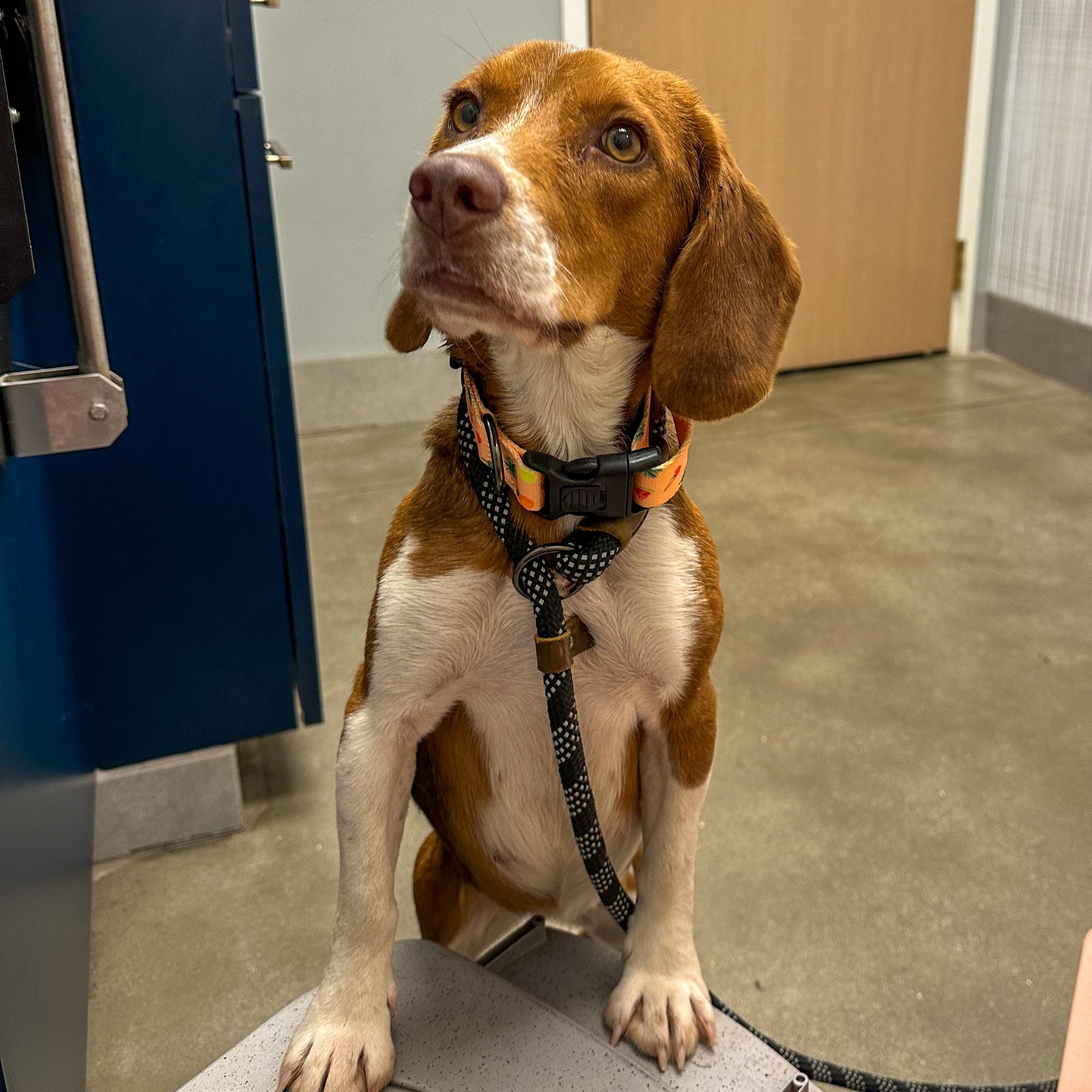Enlarge Willow, a ADOPTABLE Beagle in Indianapolis, IN image 4/4