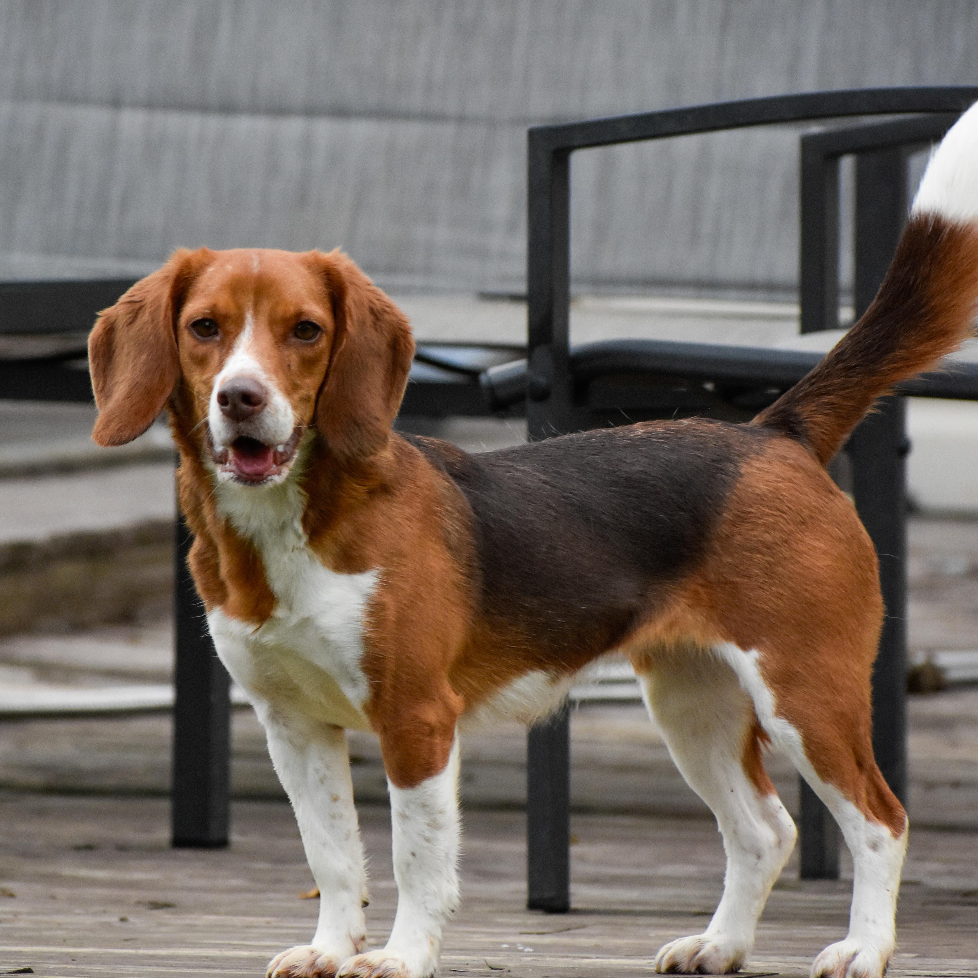 Enlarge Willow, a ADOPTABLE Beagle in Indianapolis, IN image 2/4