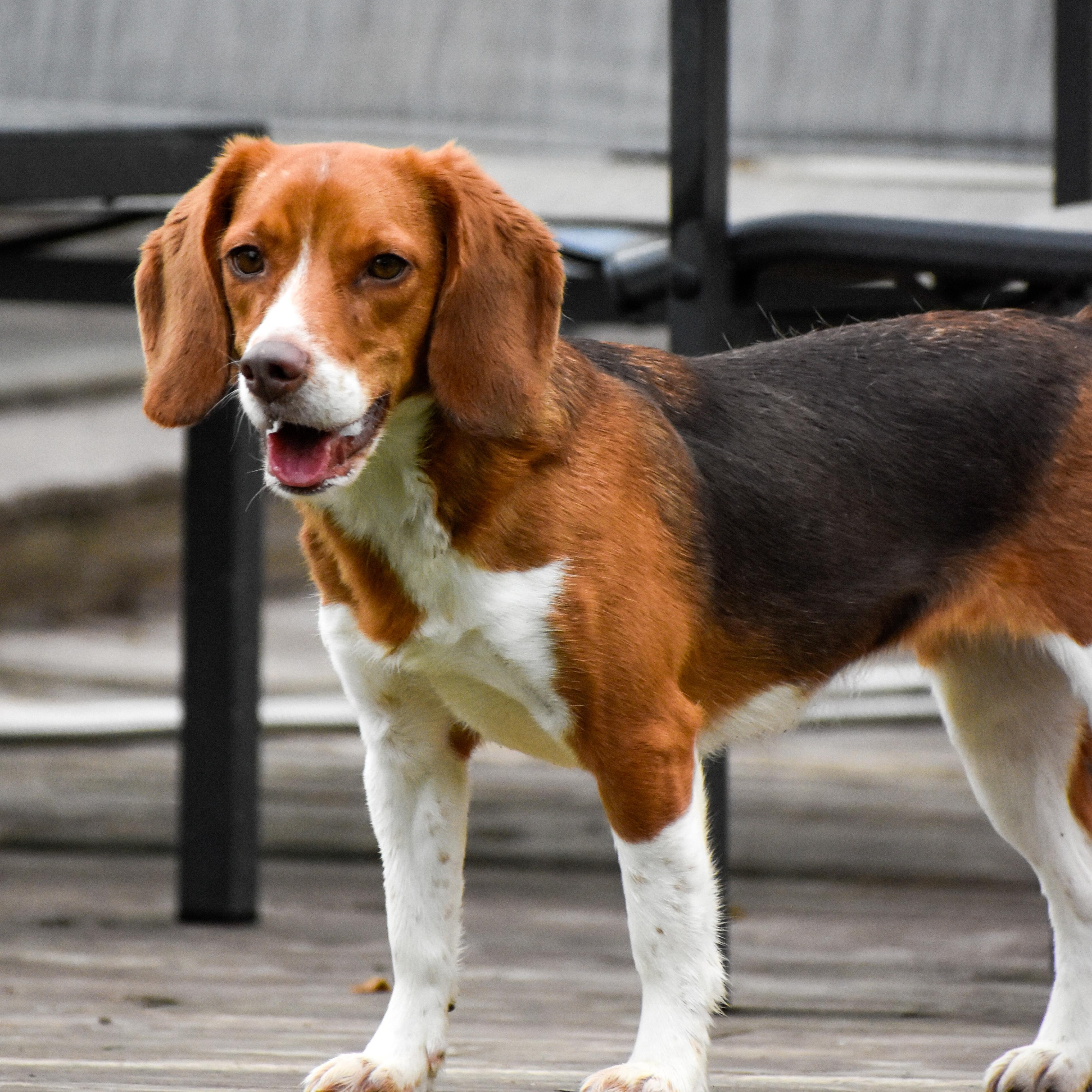 Enlarge Willow, a ADOPTABLE Beagle in Indianapolis, IN image 3/4
